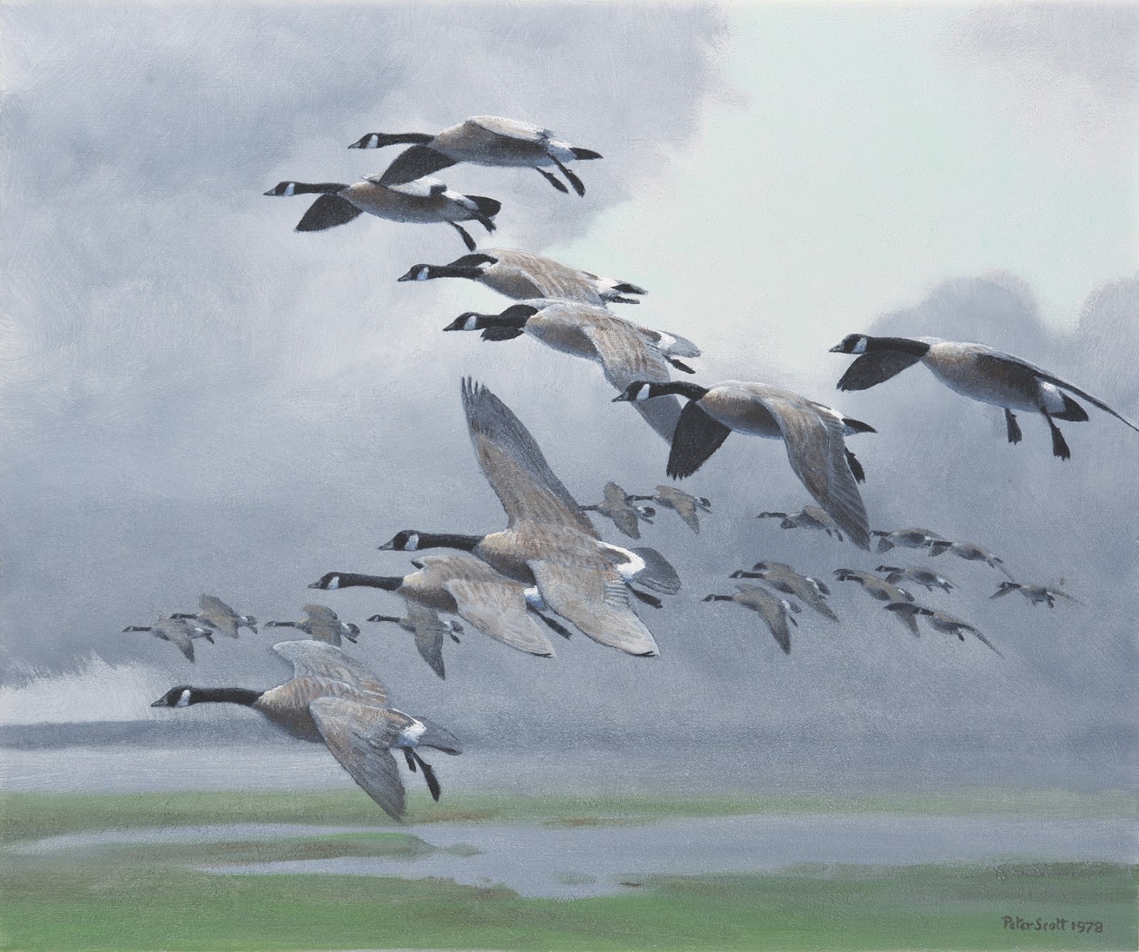 Sir Peter Markham Scott, Canada Geese in flight