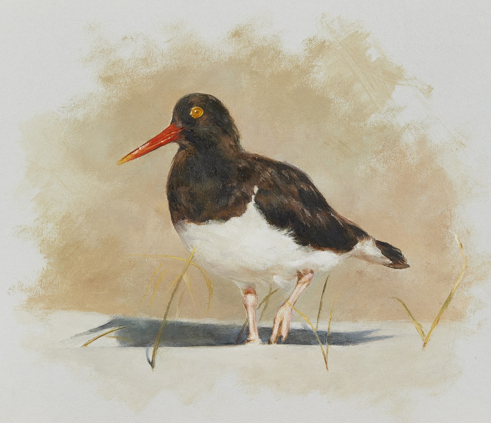 Mandy Shepherd, Oystercatcher