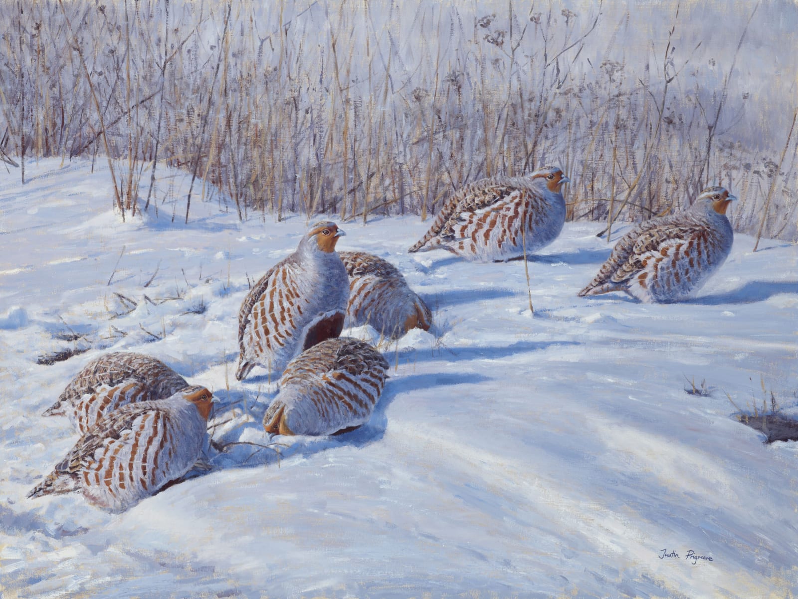 Justin Prigmore, Winter shadows, Grey Partridge