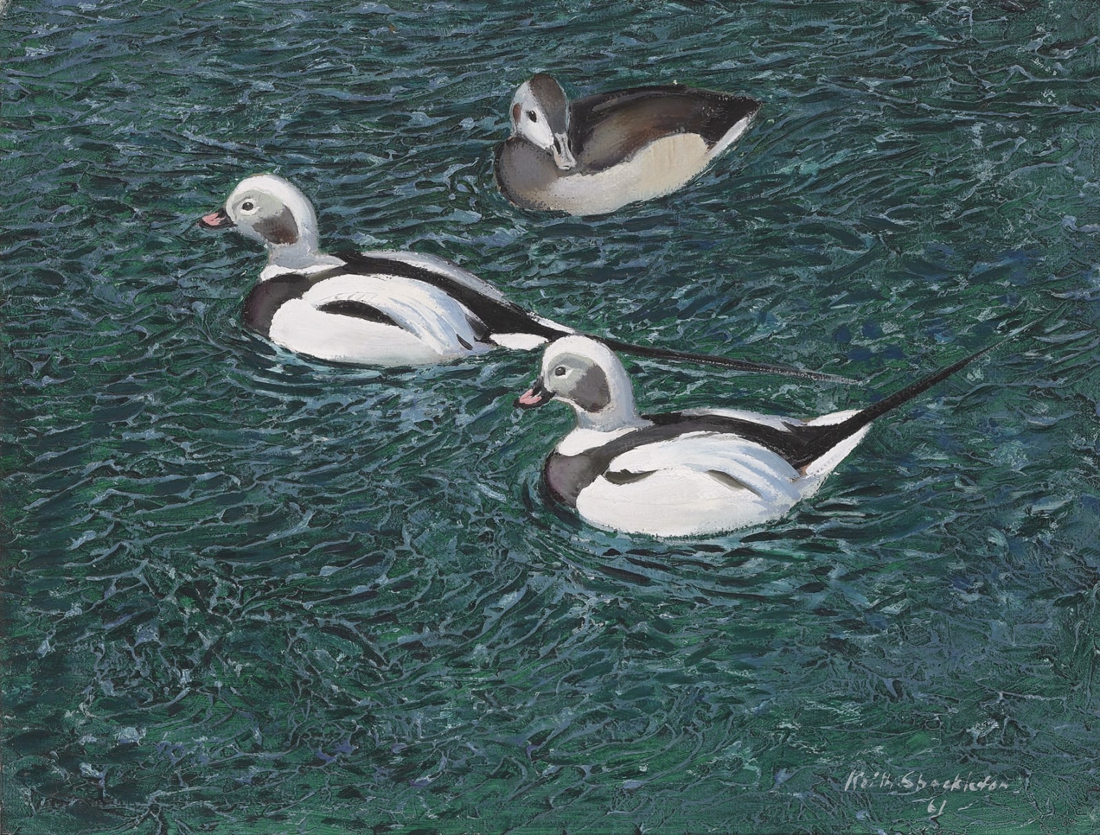 Keith Hope Shackleton, MBE, Icelandic ducks