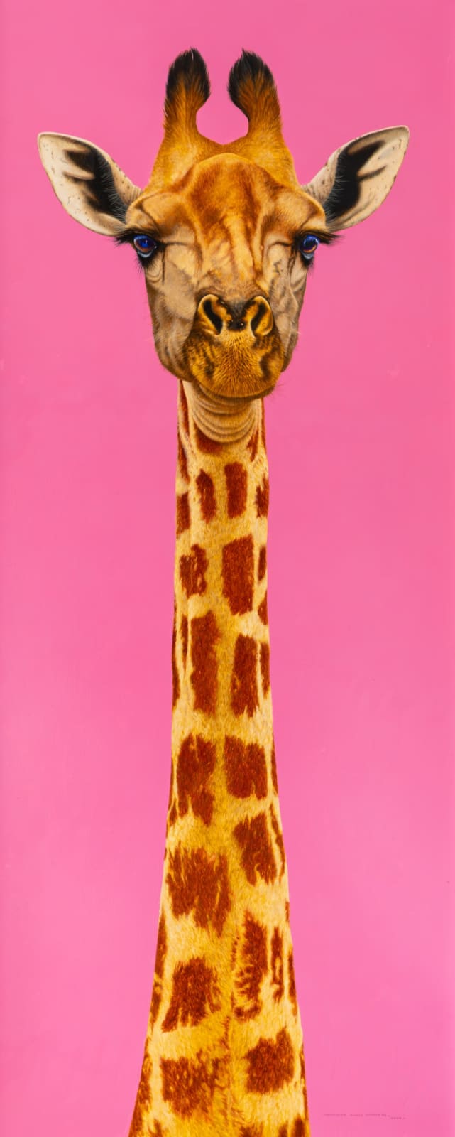 David Ord Kerr, Mrs Giraffe says Hello