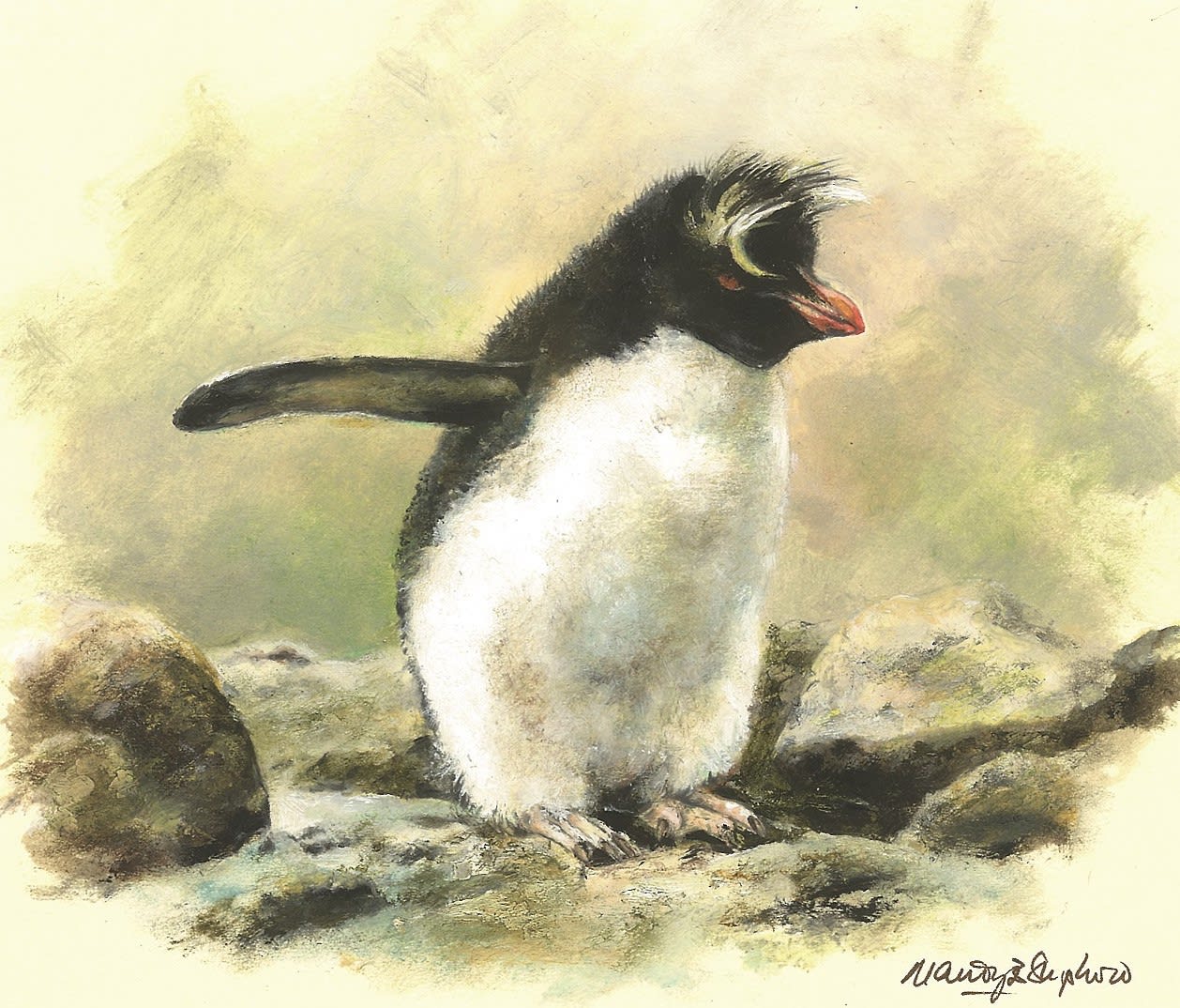 Mandy Shepherd, Rockhopper Penguin