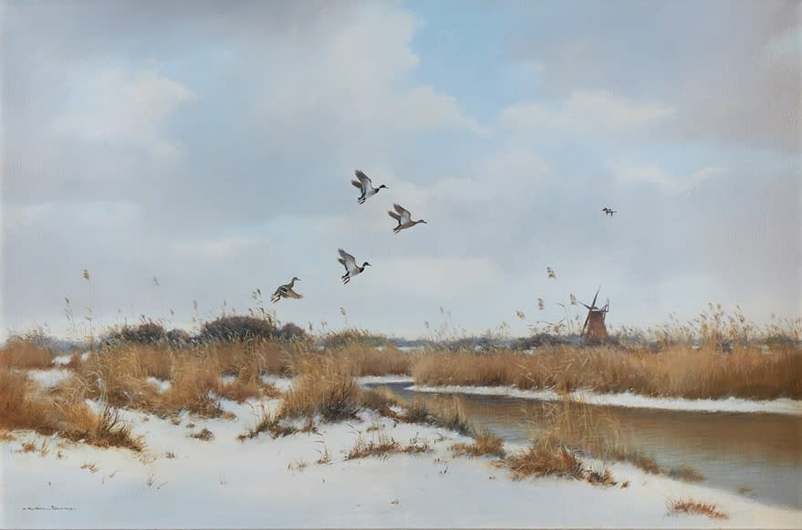Colin W. Burns, Mallard rising from a winter dyke