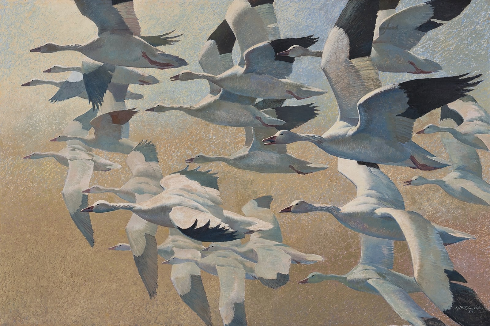 Keith Hope Shackleton, MBE, Snowgeese