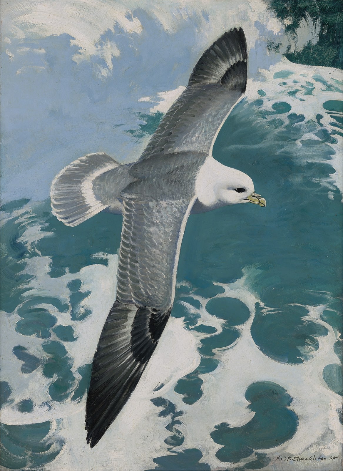 Keith Hope Shackleton, MBE, Fulmar