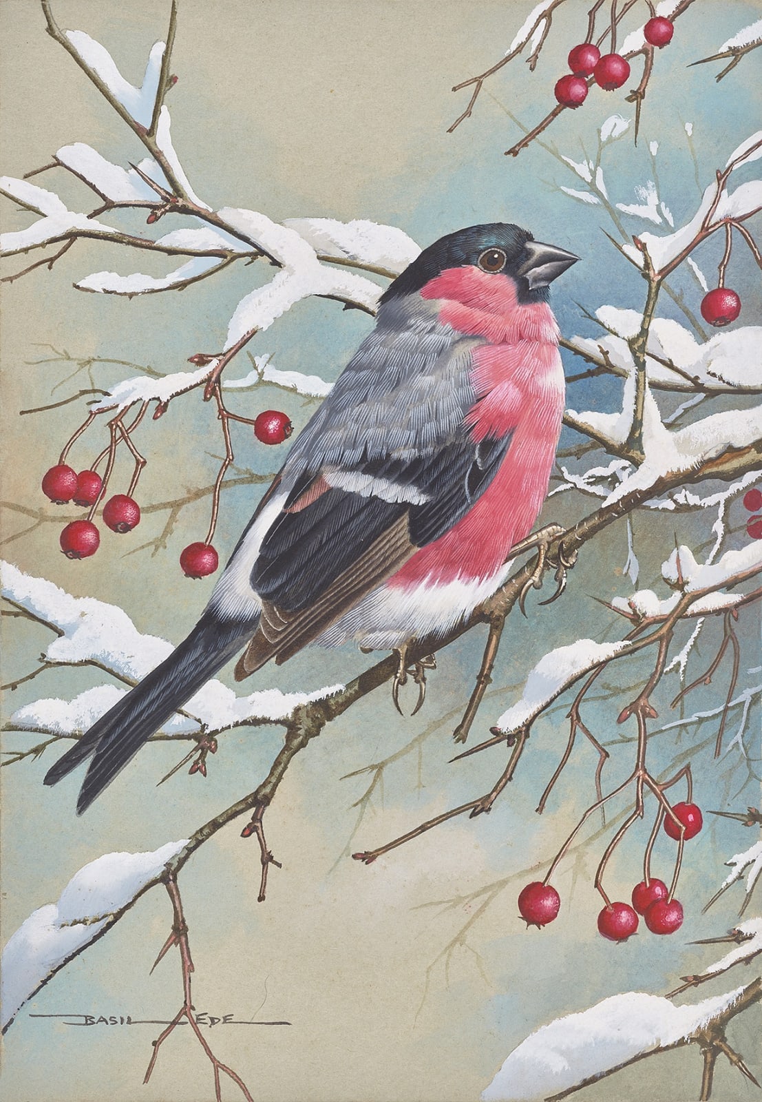 Basil Ede, Bullfinch on hawthorn (winter)