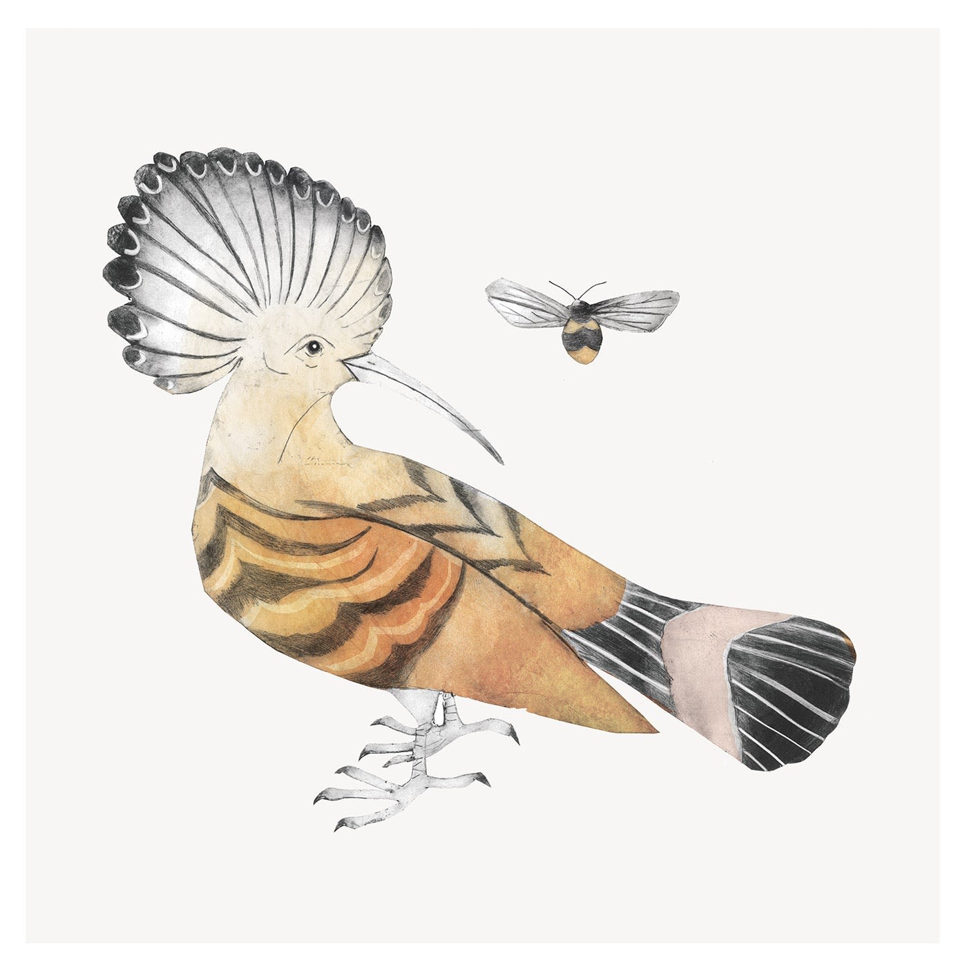 Beatrice Forshall, Hoopoe II