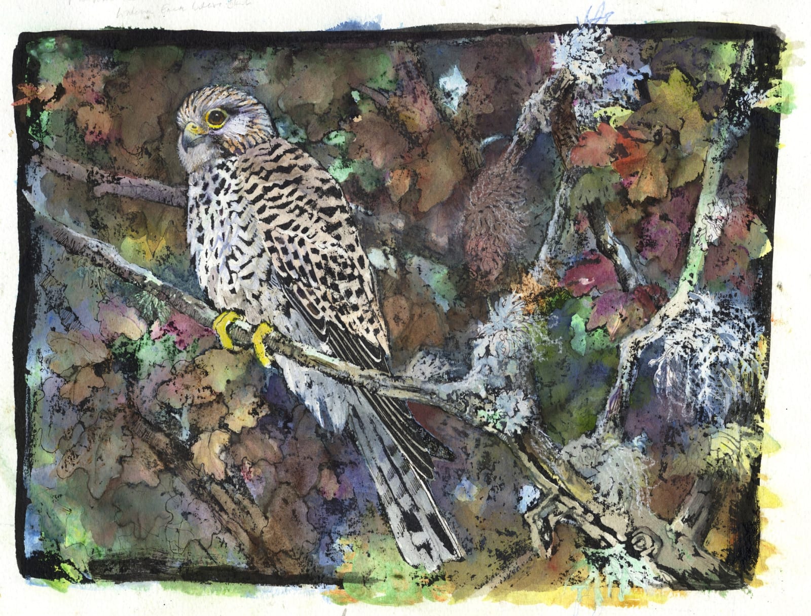 Emma Faull, Kestrel