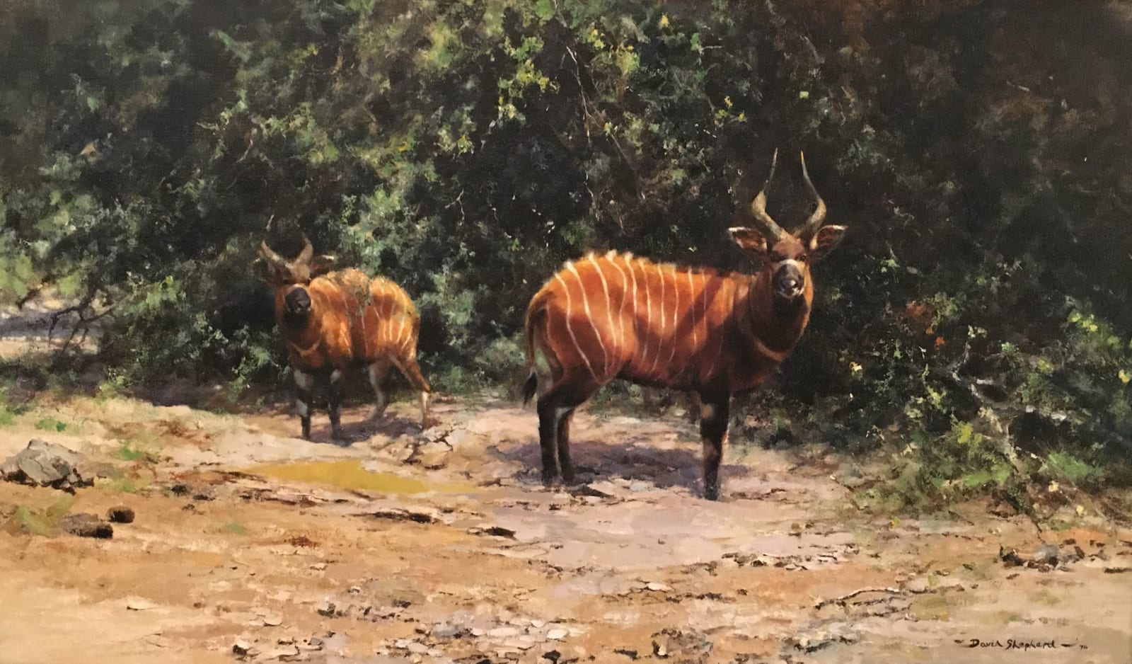David Shepherd, CBE, African afternoon - bongo antelope
