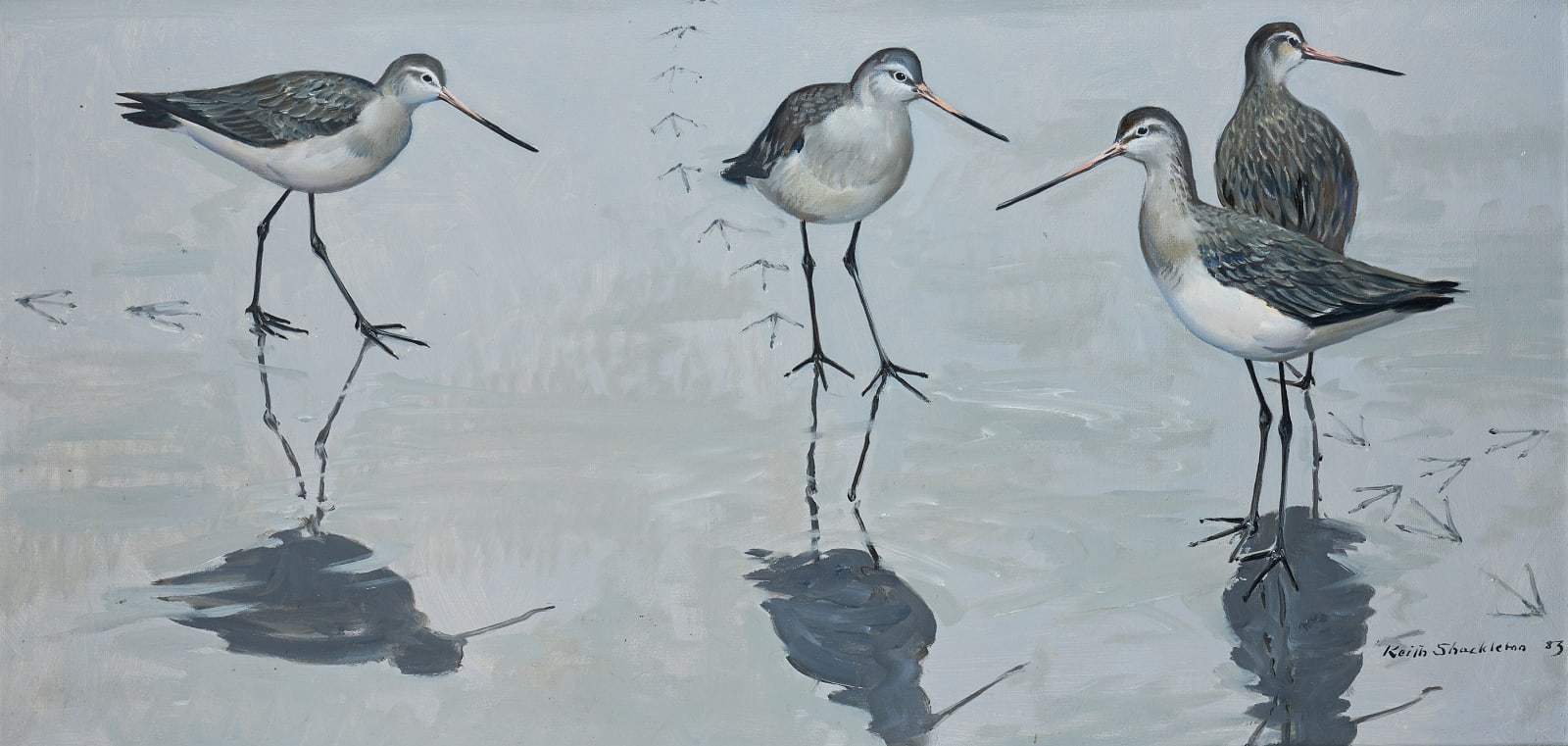 Keith Hope Shackleton, MBE, Encounter on the mud: Black-tailed Godwits