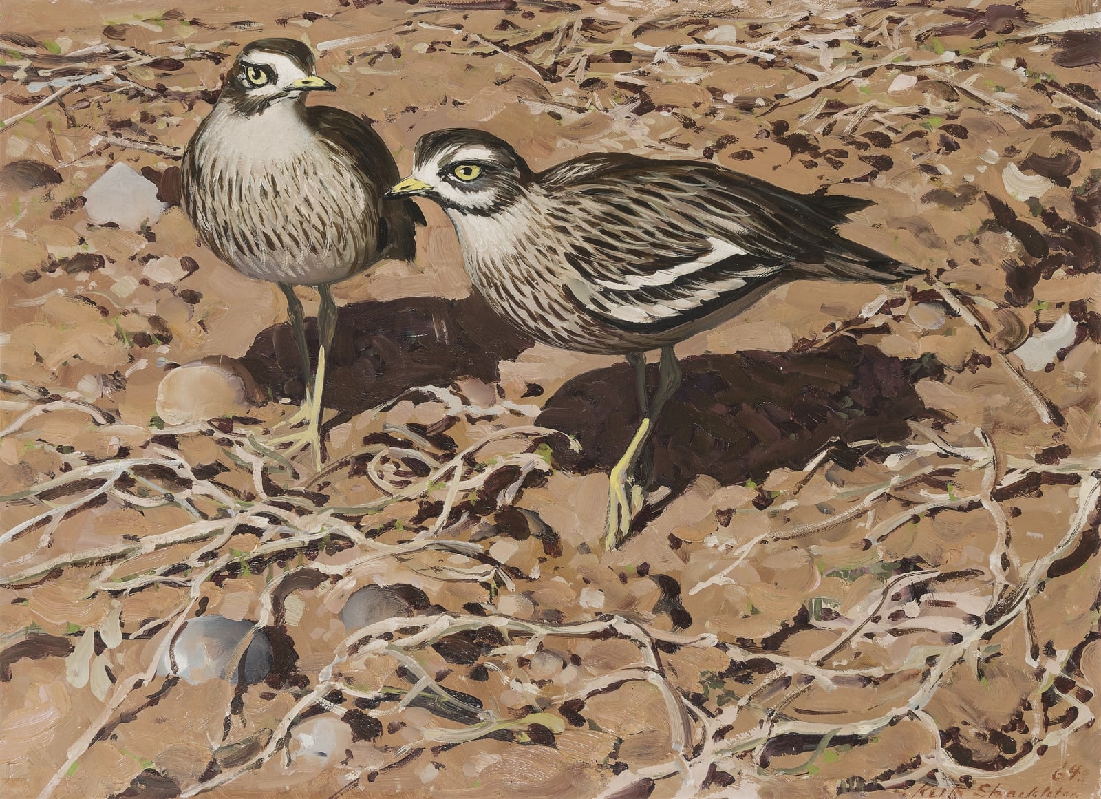 Keith Hope Shackleton, MBE, Stone curlews in the Breckland