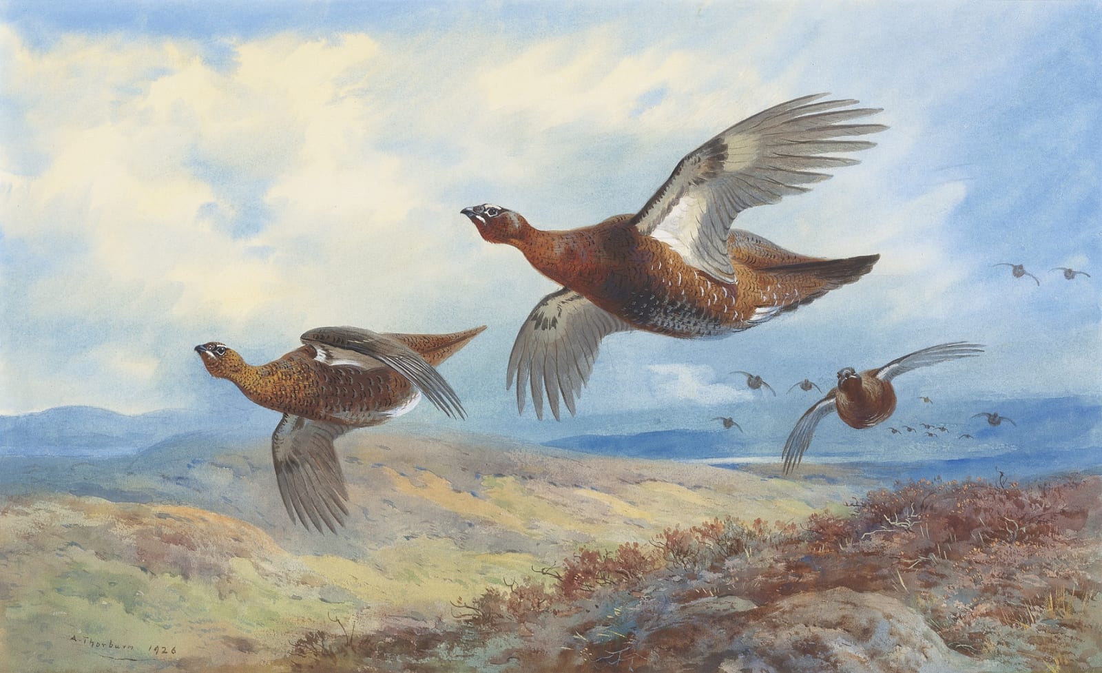 Archibald Thorburn, Grouse in flight