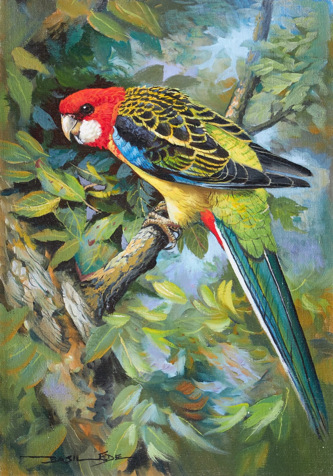 Basil Ede, Eastern Rosella