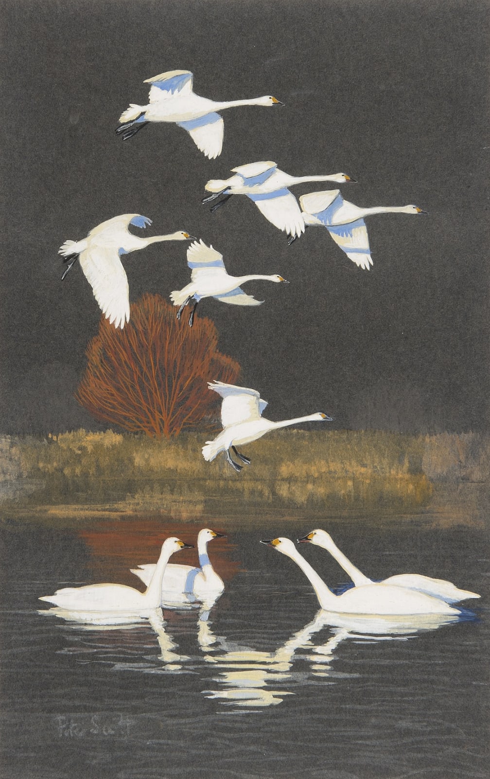 Sir Peter Markham Scott, Swans by Floodlight
