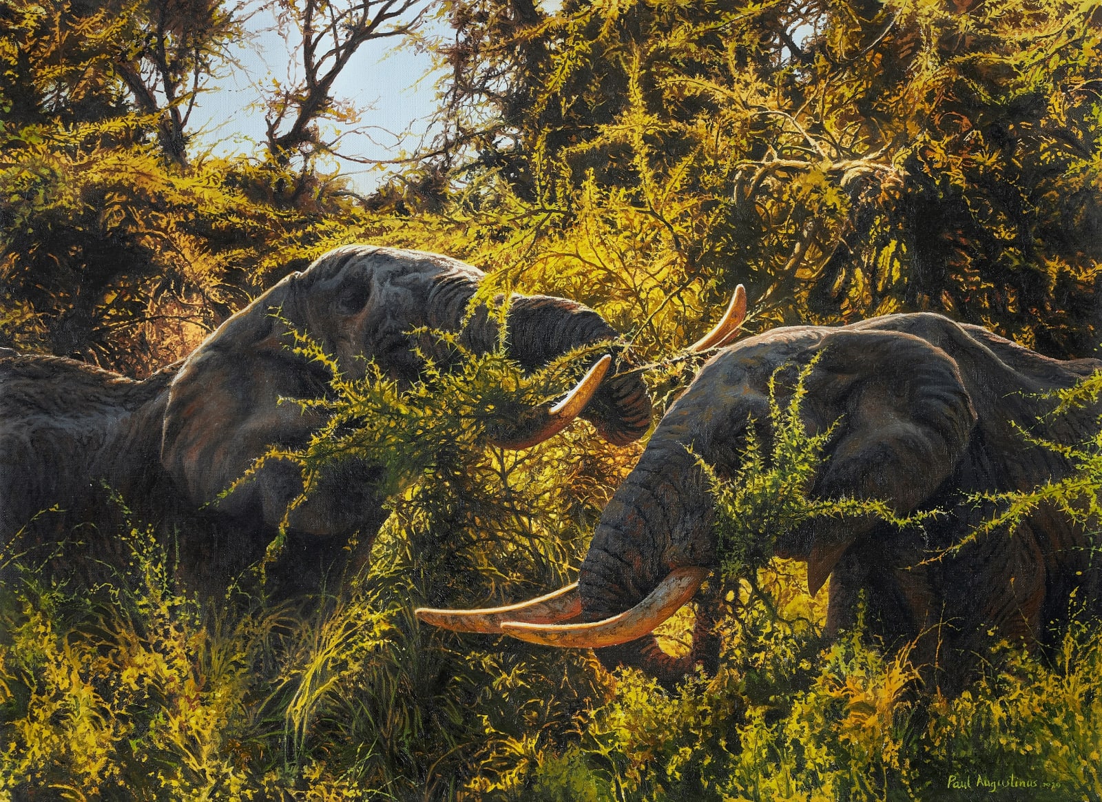 Paul Augustinus, Dodori Swamp