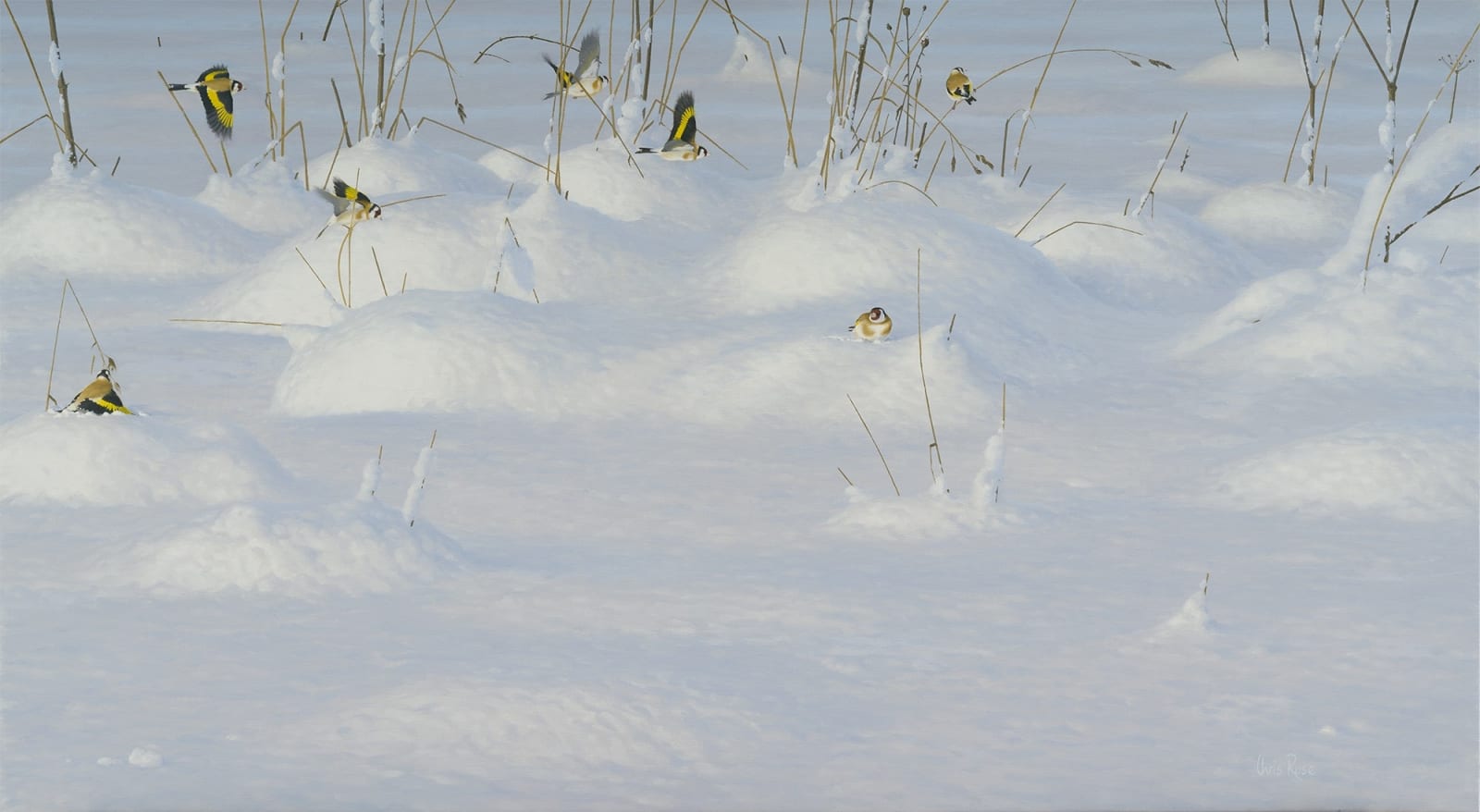 Chris Rose, Snow charm