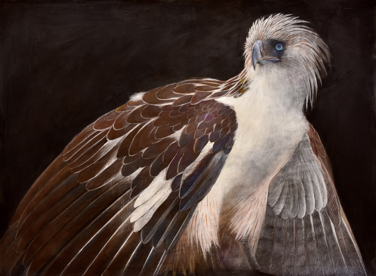 Emma Faull, Philippine Eagle