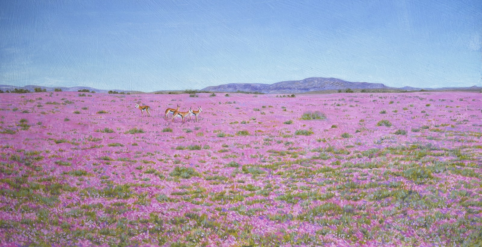 David Ord Kerr, After the rains, Mesembryanthemum sp, Western Cape, South Africa