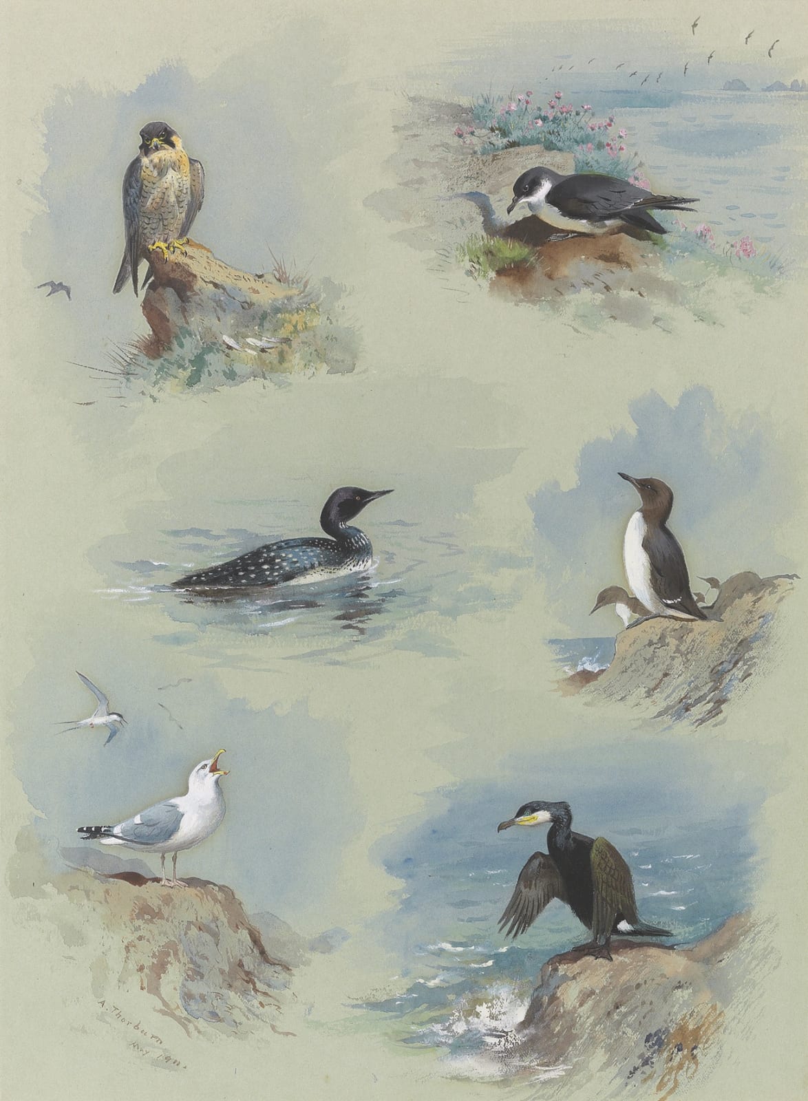Archibald Thorburn, Birds of the British Isles Vignettes II: Peregrine Falcon, Great Northern Diver, Herring Gull, Shearwater, Guillemot and Cormorant