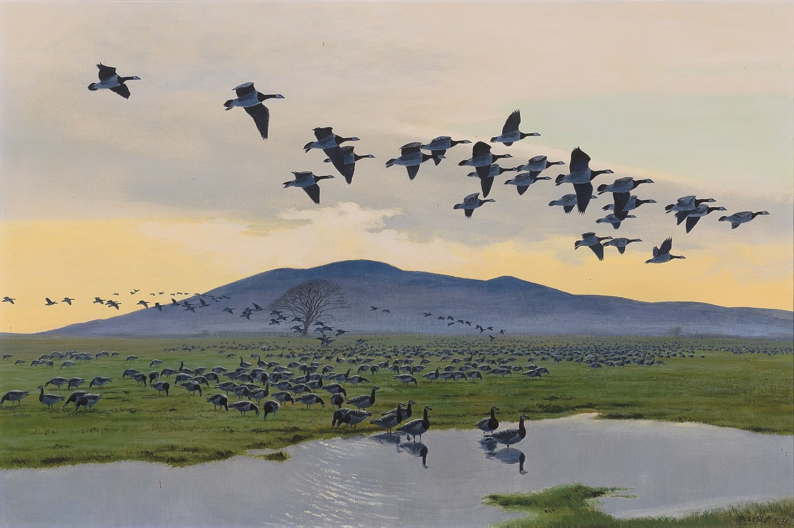Sir Peter Markham Scott, Barnacle Geese at Caerlaverock on the Solway Firth