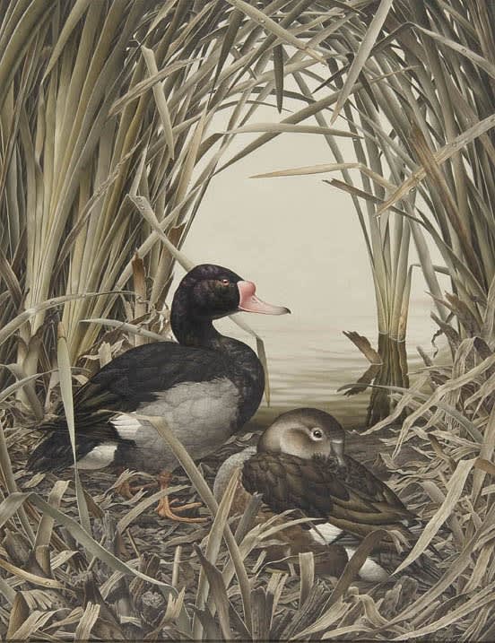 Axel Amuchastegui, Rosy-billed ducks
