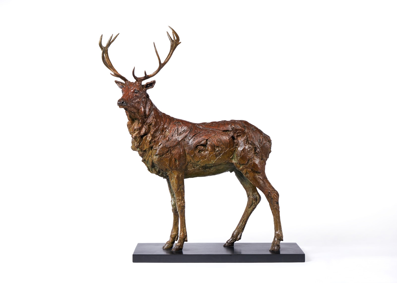 Holly Hickmore, Royal Stag