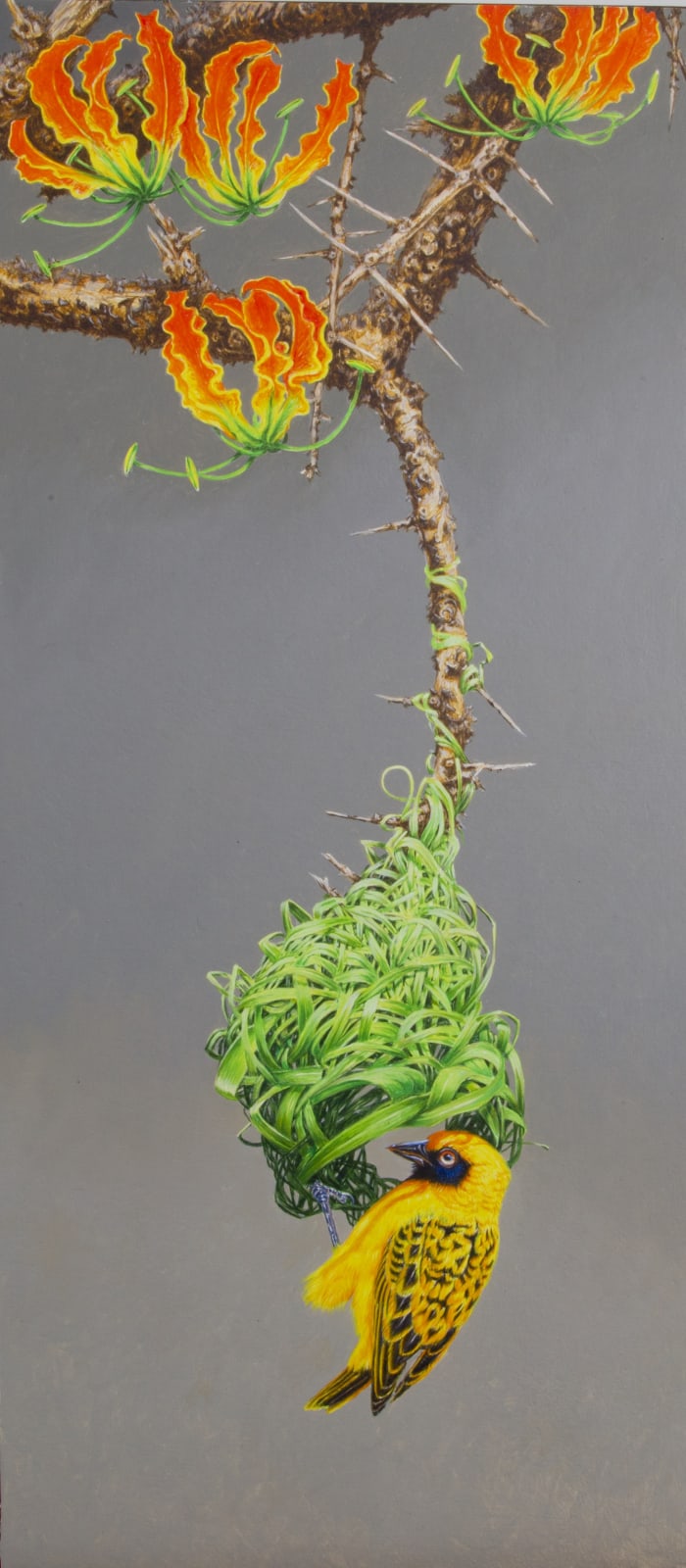 David Ord Kerr, Masked Weaver and Gloriosa