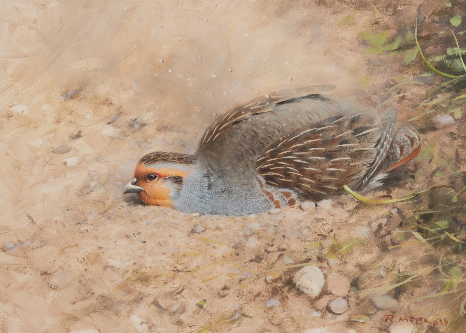 Rodger McPhail, Partridge dust bathing