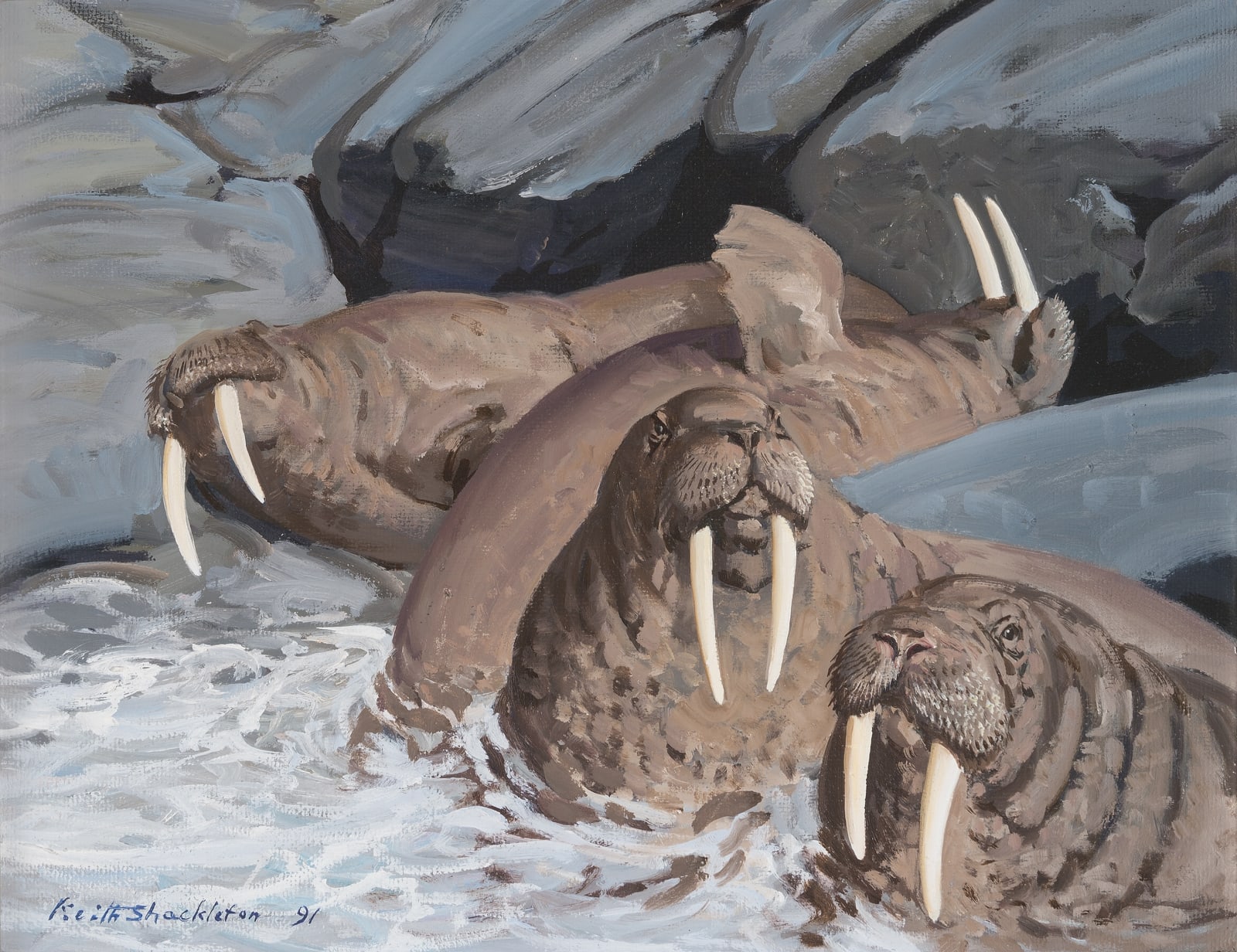 Keith Hope Shackleton, MBE, Walrus