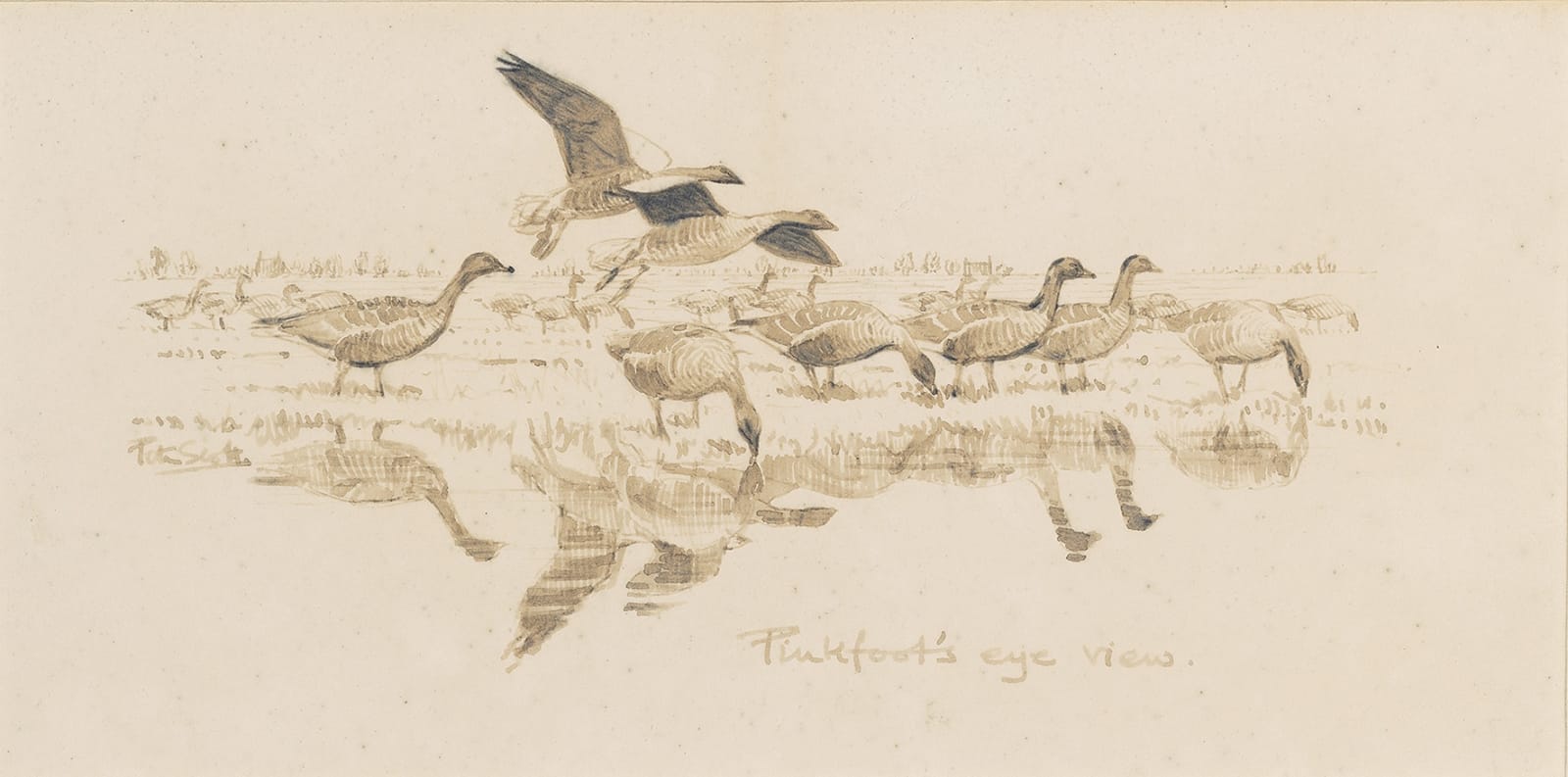 Sir Peter Markham Scott, Pinkfoot's eye view