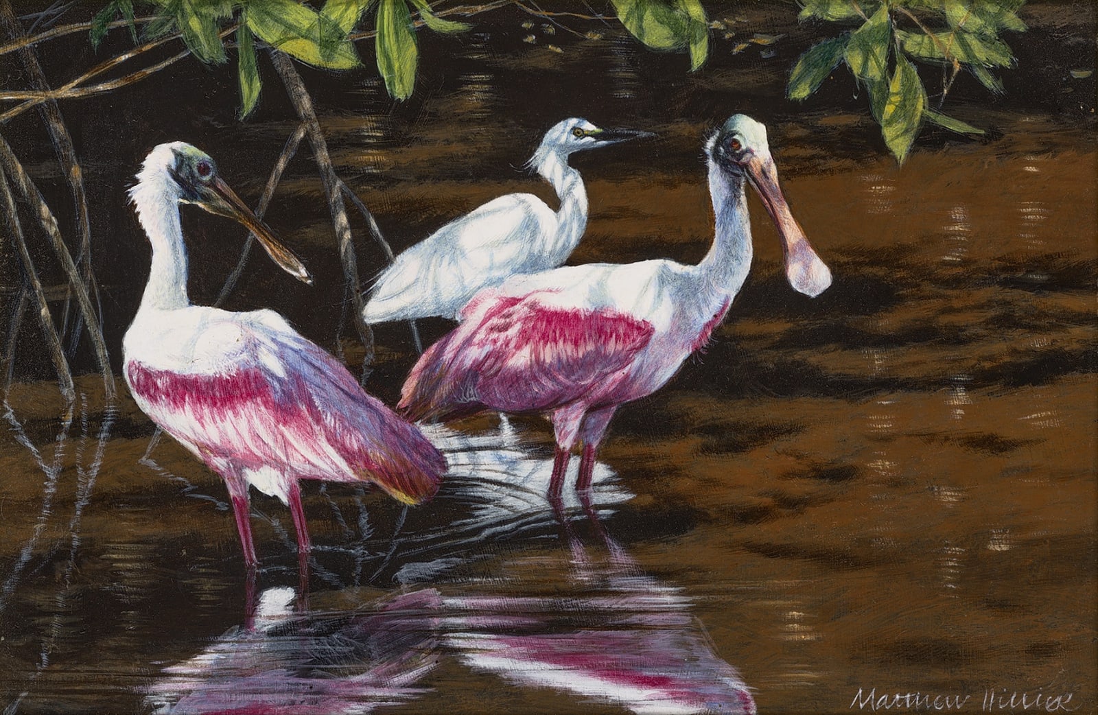 Mathew Hiller, Roseate spoonbills and snowy egret