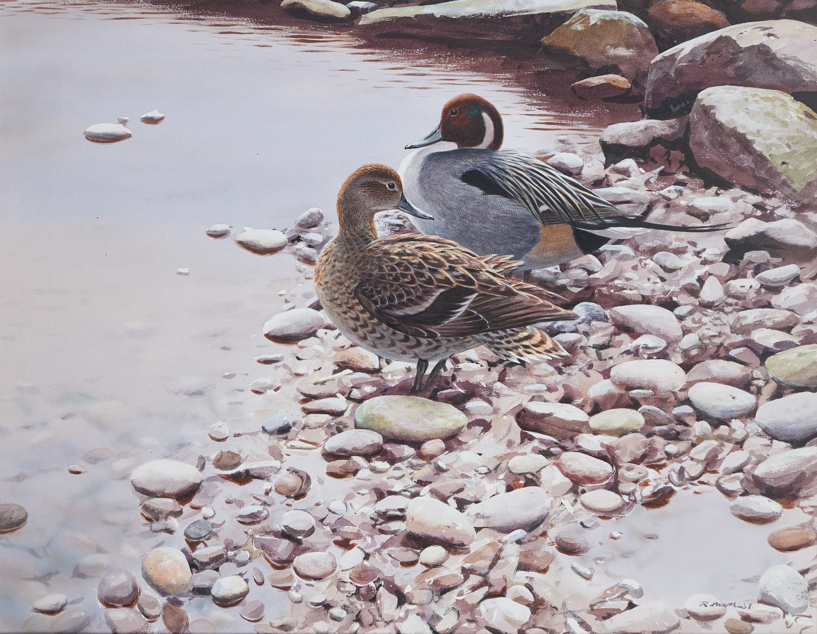 Rodger McPhail, Pintail on pebbles
