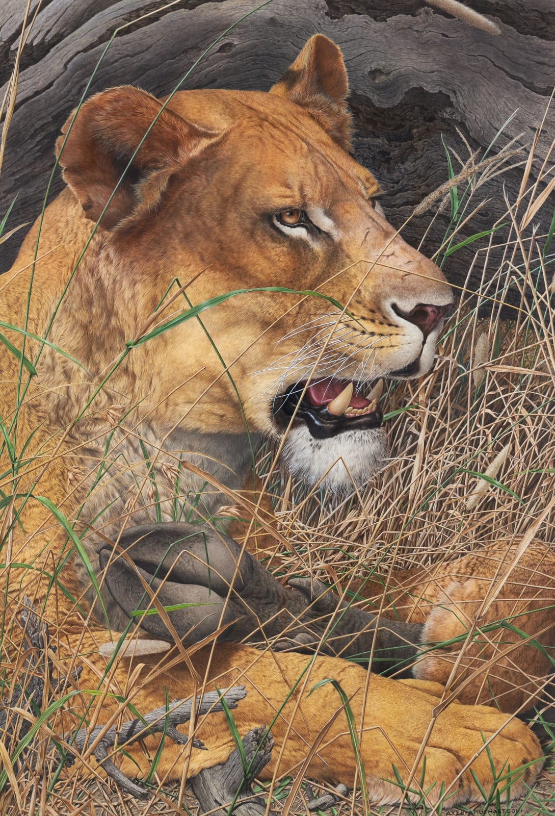 Axel Amuchastegui, Lion