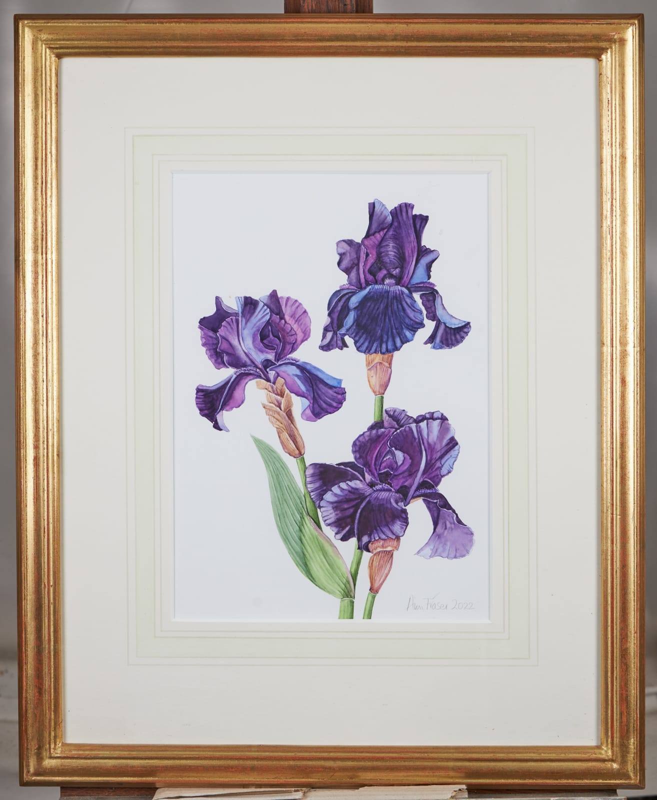 Ann Fraser, Tall bearded iris 'Superstition'
