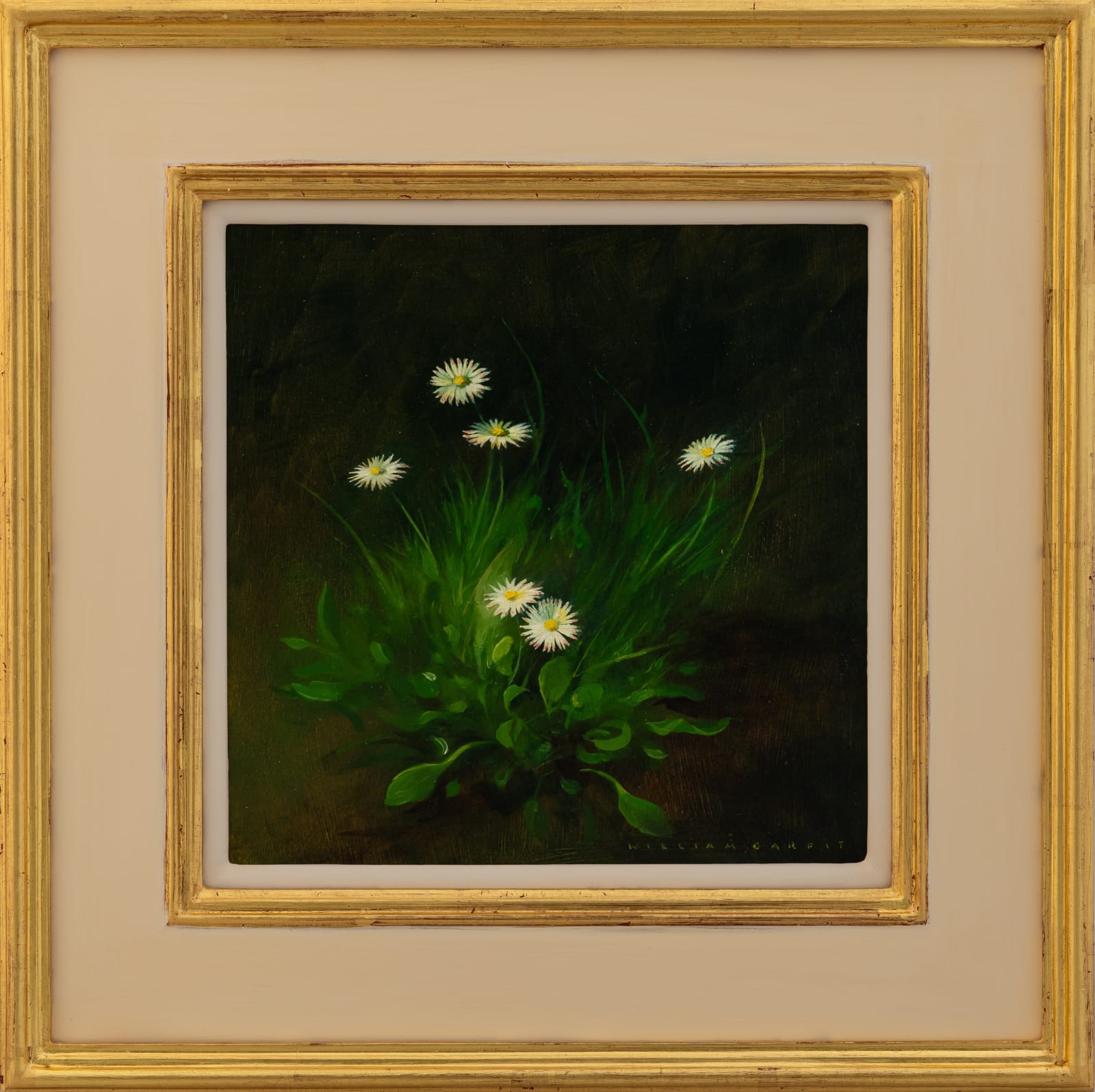 William Garfit, Daisy, Bellis perennis