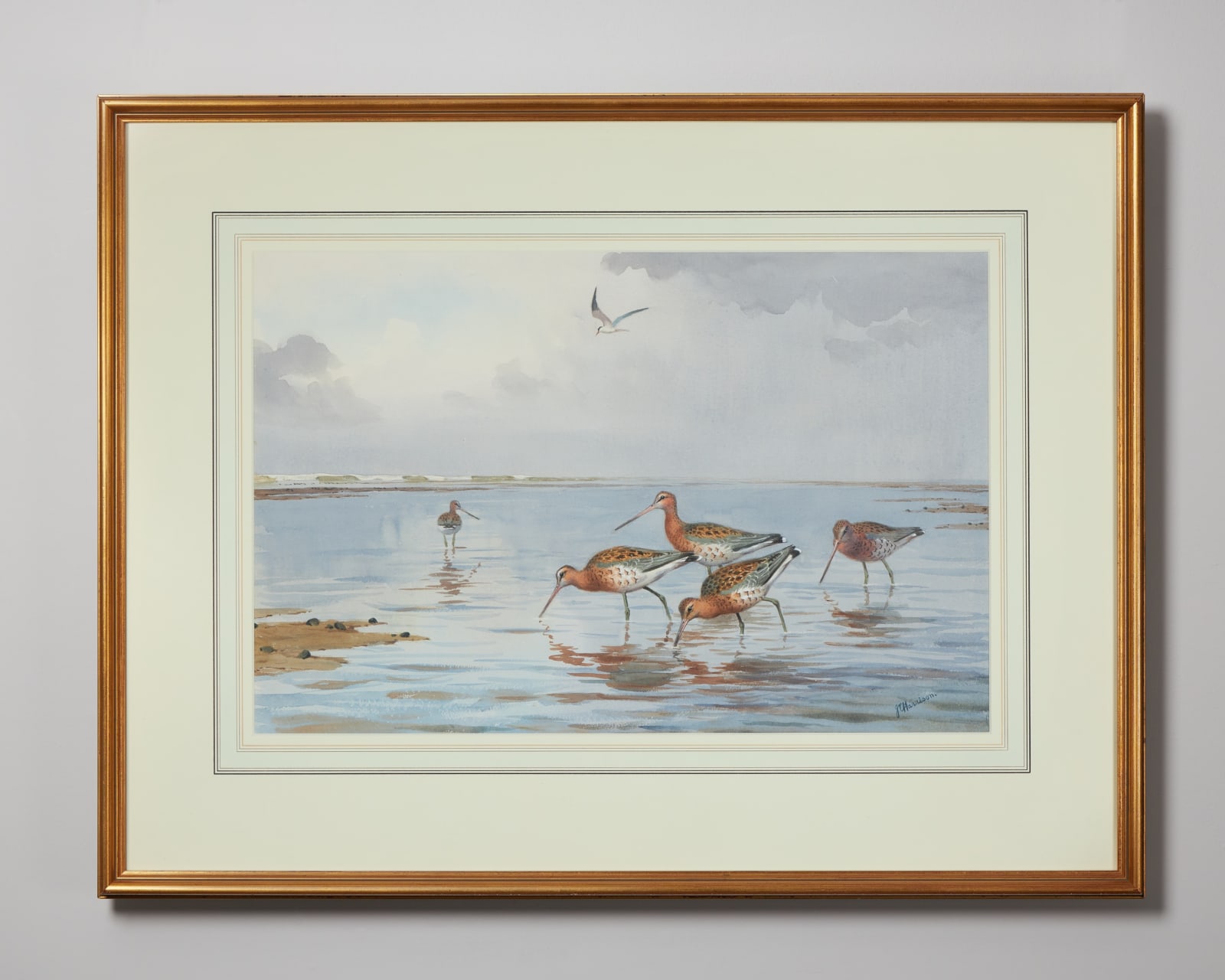 John Cyril Harrison, Black tailed Godwits