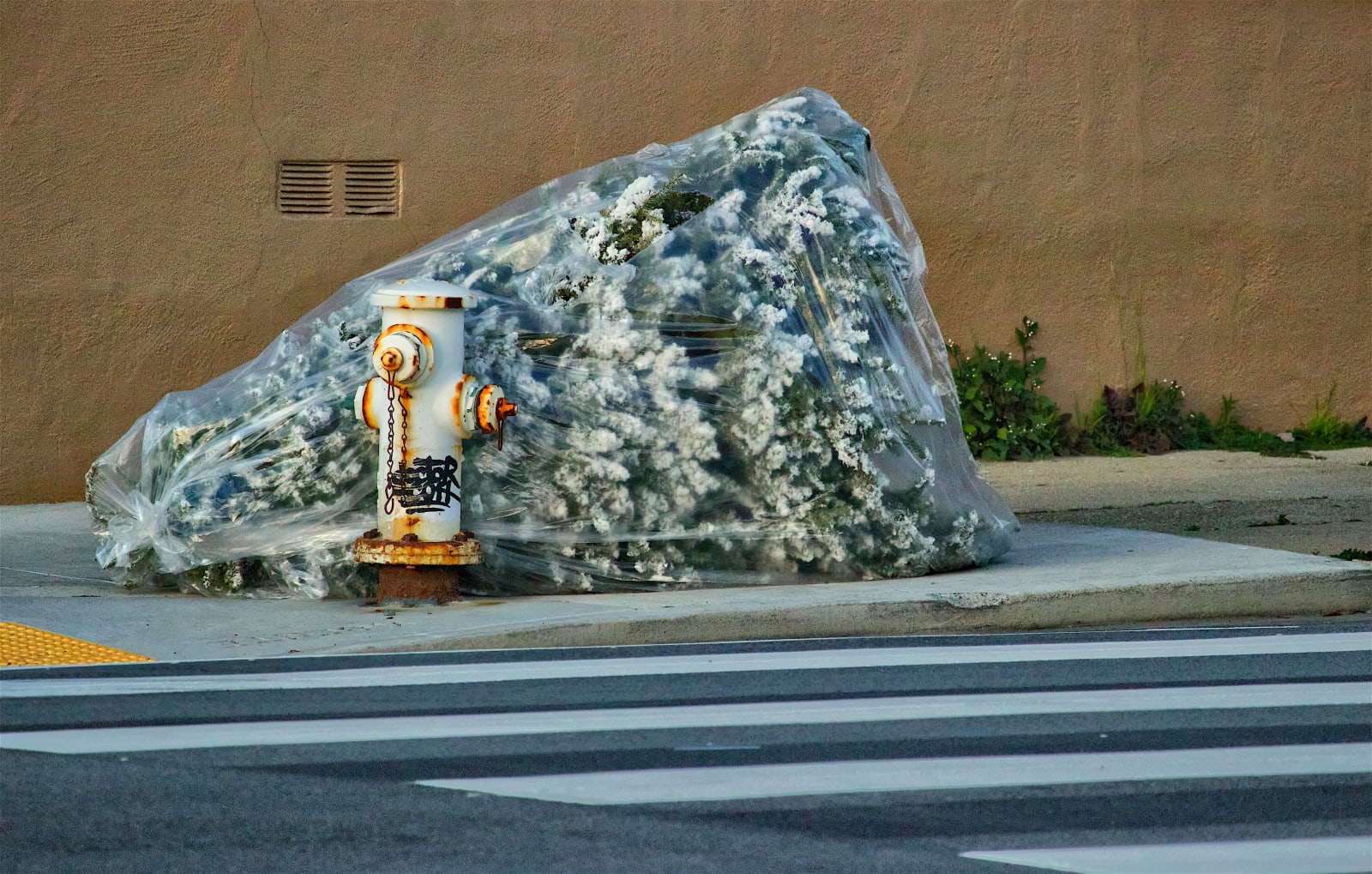DeWitt Cheng, Wrapped Tree, Wawona Street, San Francisco, 01/31/22 (#0606), 2021