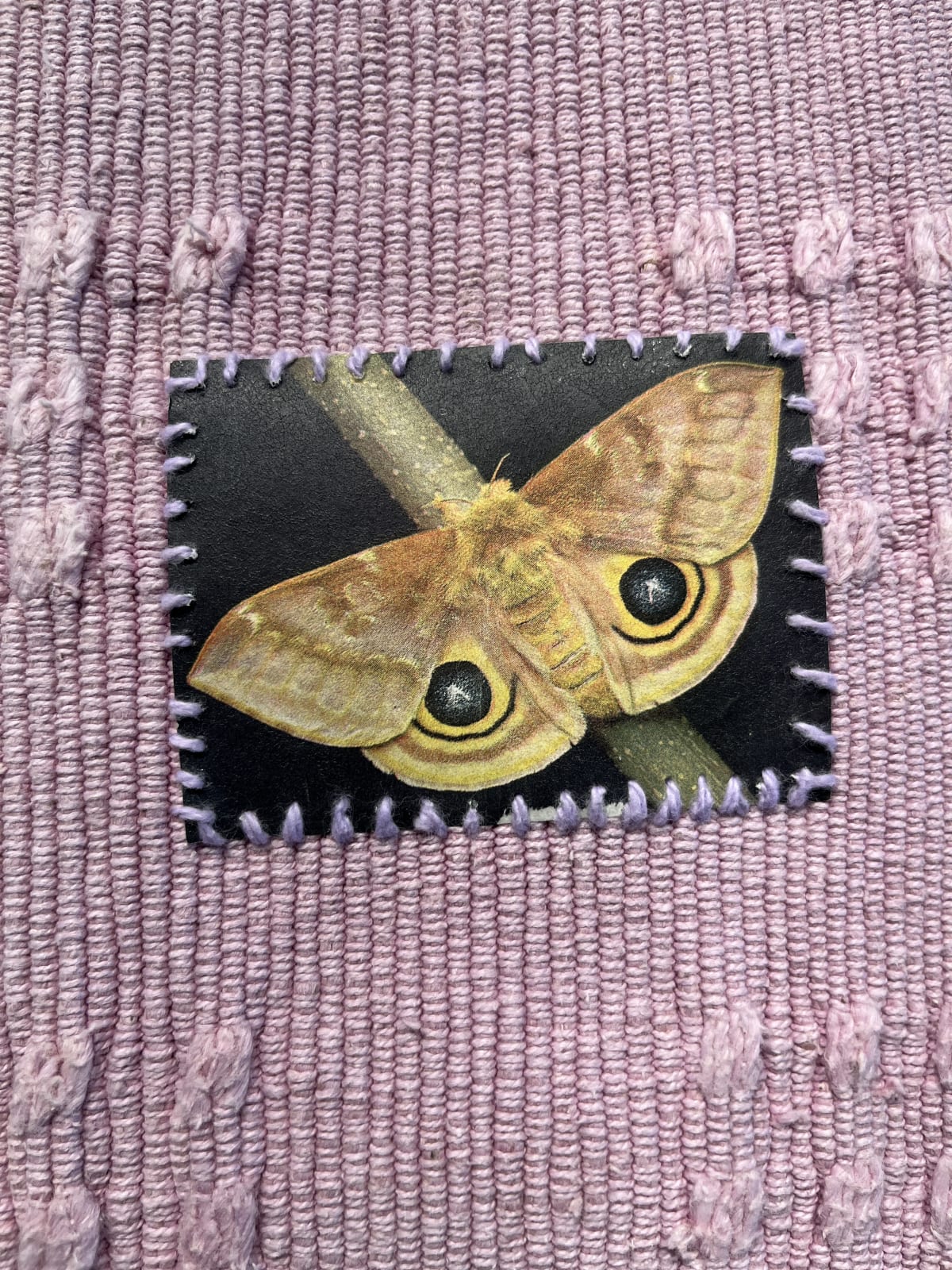 Lisa Rybovich Cralle, Saturniidae, 2024