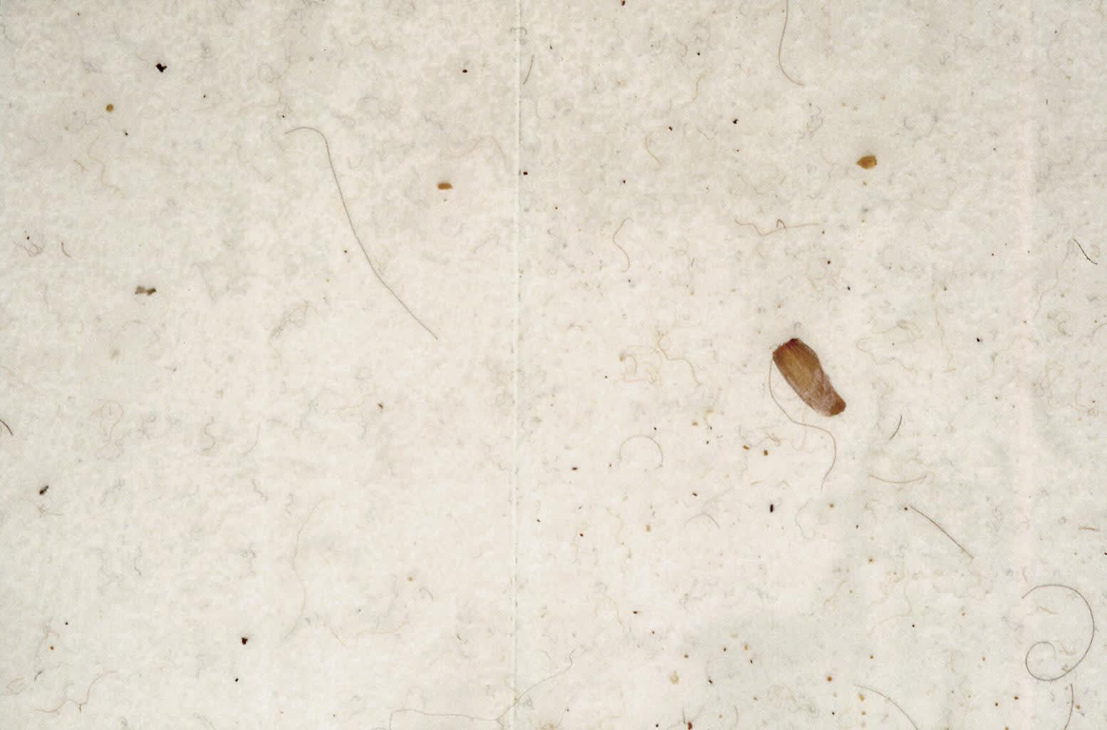 Rivane work of days, dust and dirt under vinyl room installation