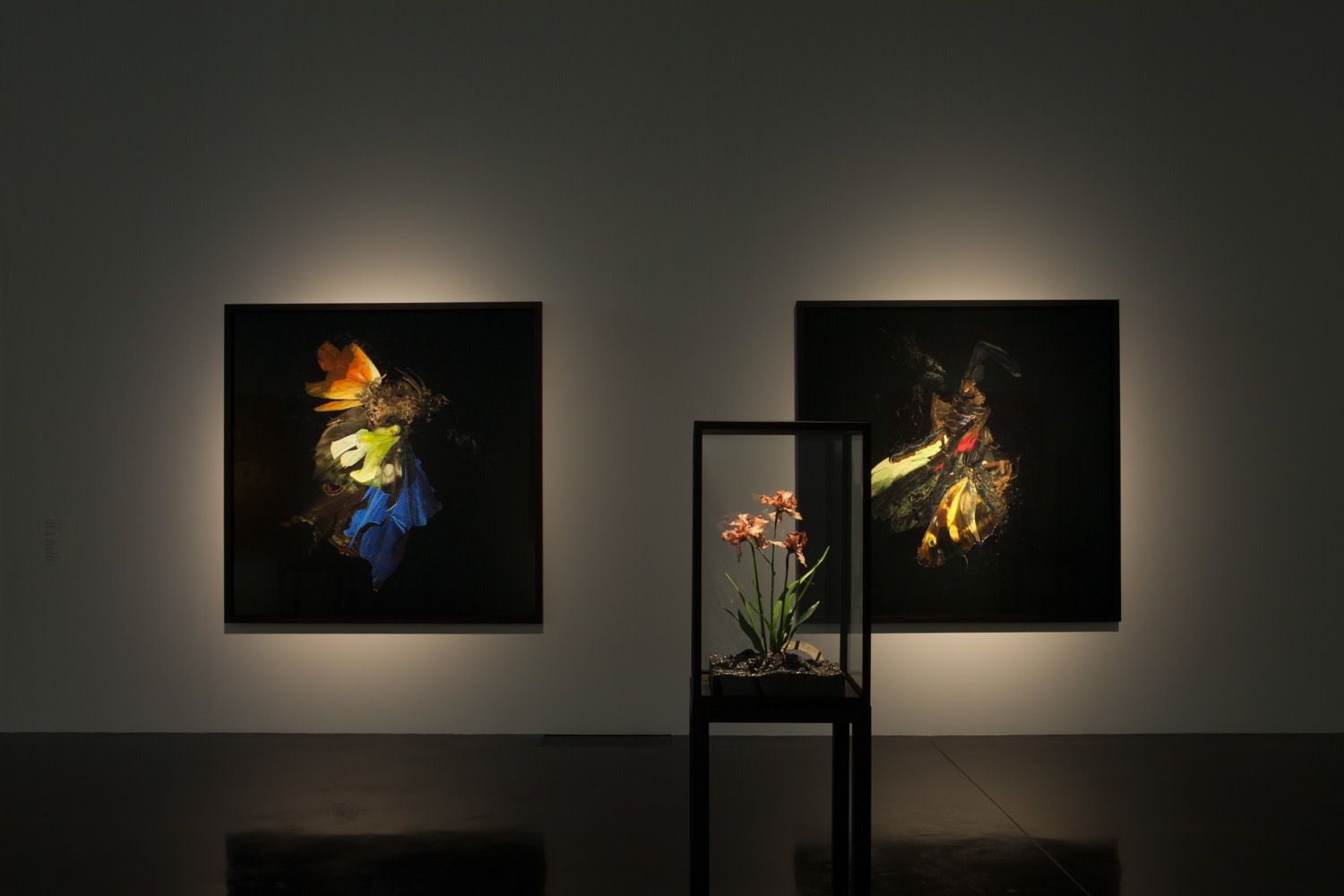 Image of Matt Collishaw photographs and sculptures