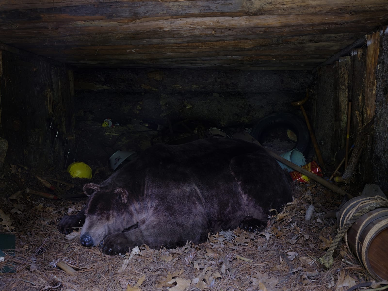Image of Mark Dion follies at Storm King, bear cave