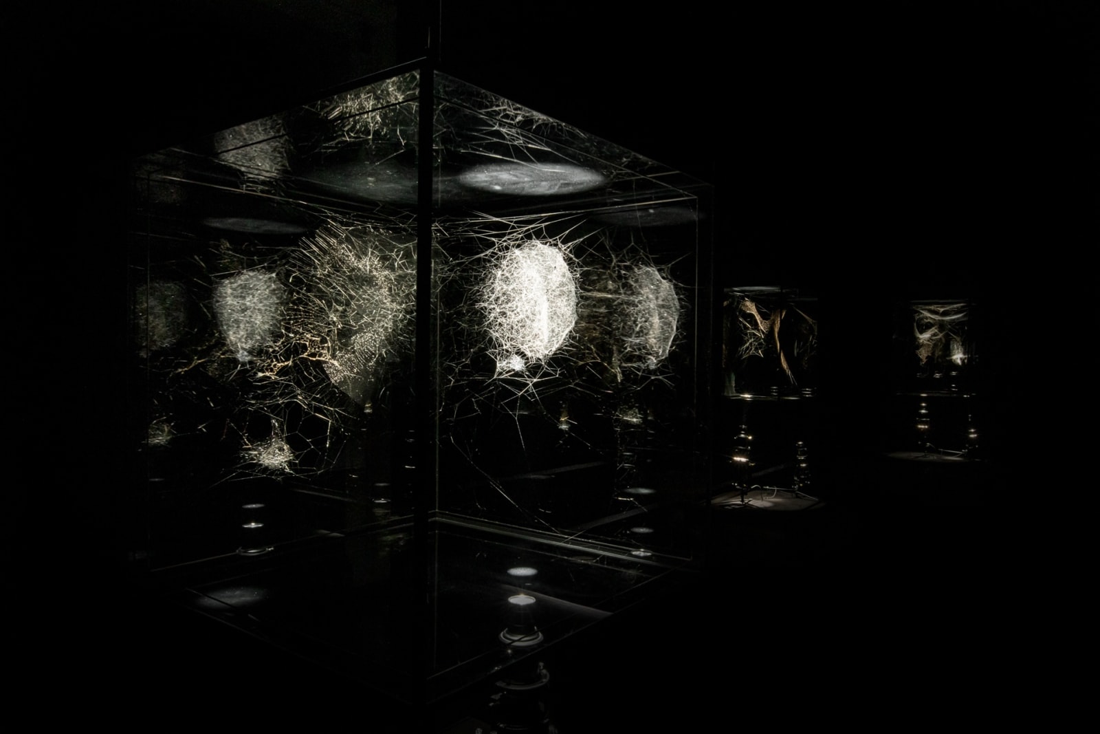 image of spotlit spider webs in dark room