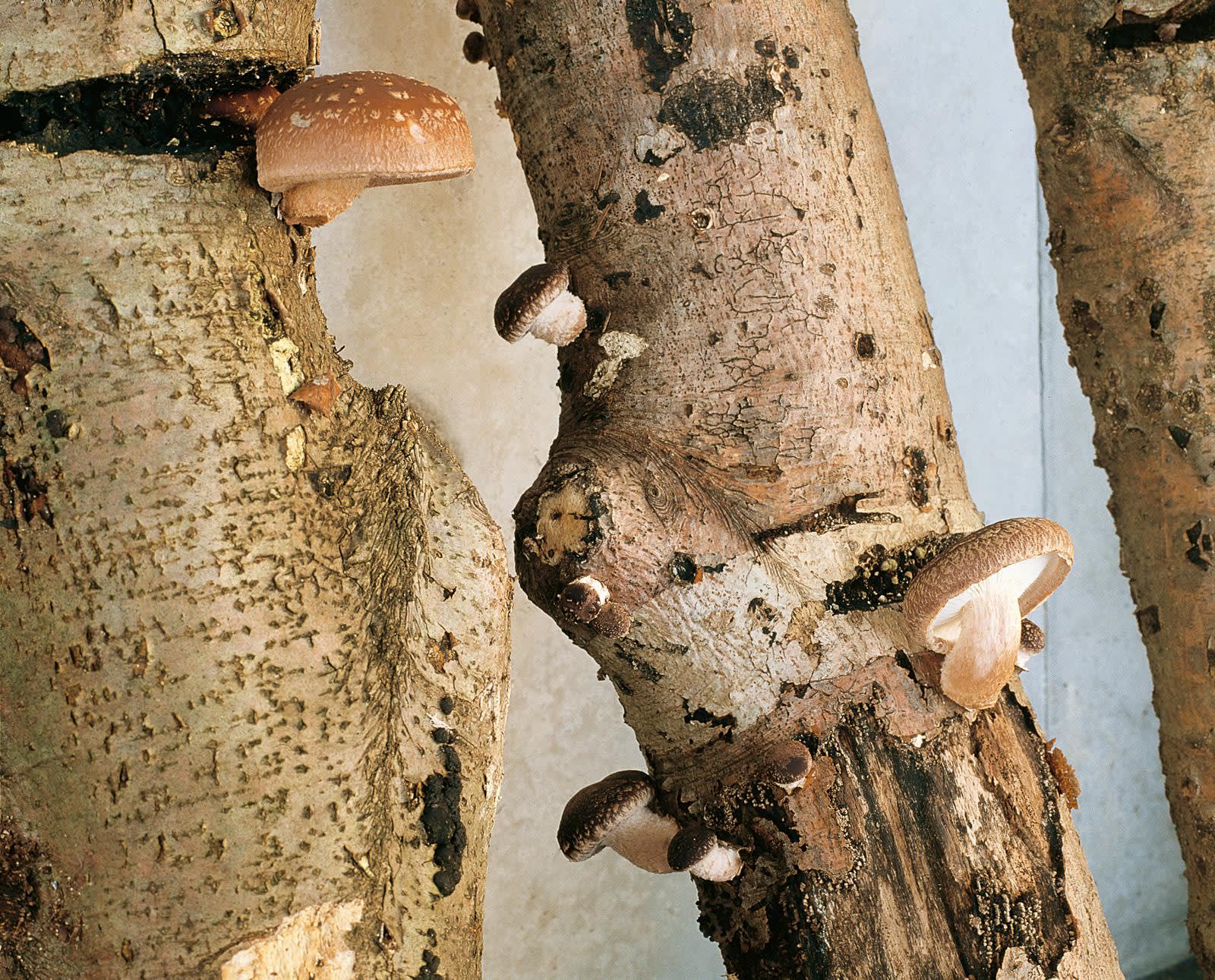 installation image of trees