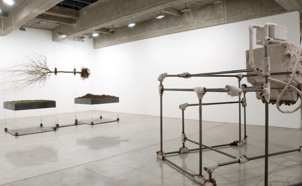Installation view of Siobhán Hapaska: The Nose that Lost its Dog.
