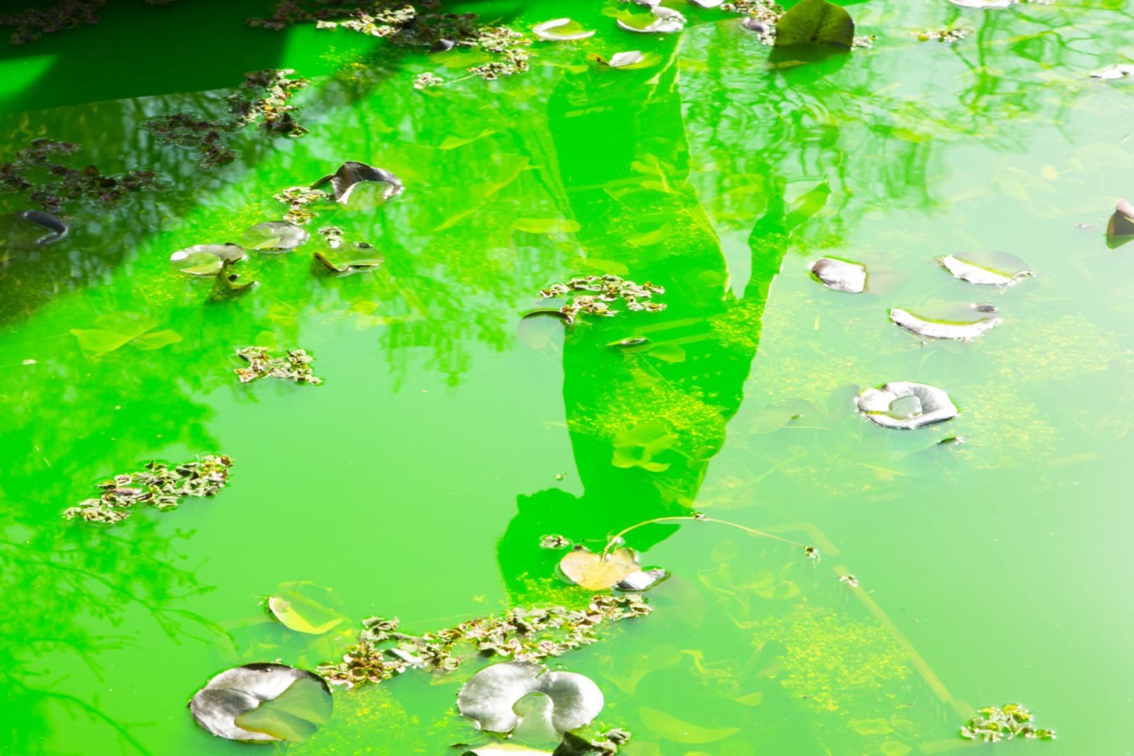 Installation image of Olafur Eliasson's Life.