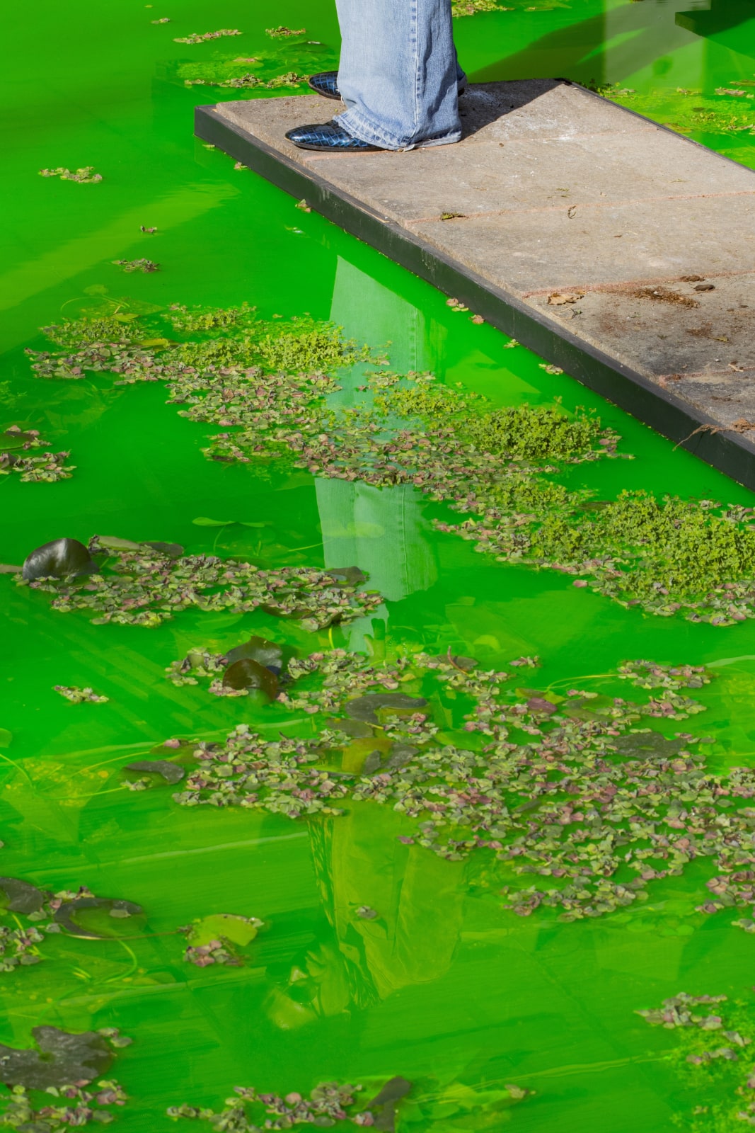Installation image of Olafur Eliasson's Life.