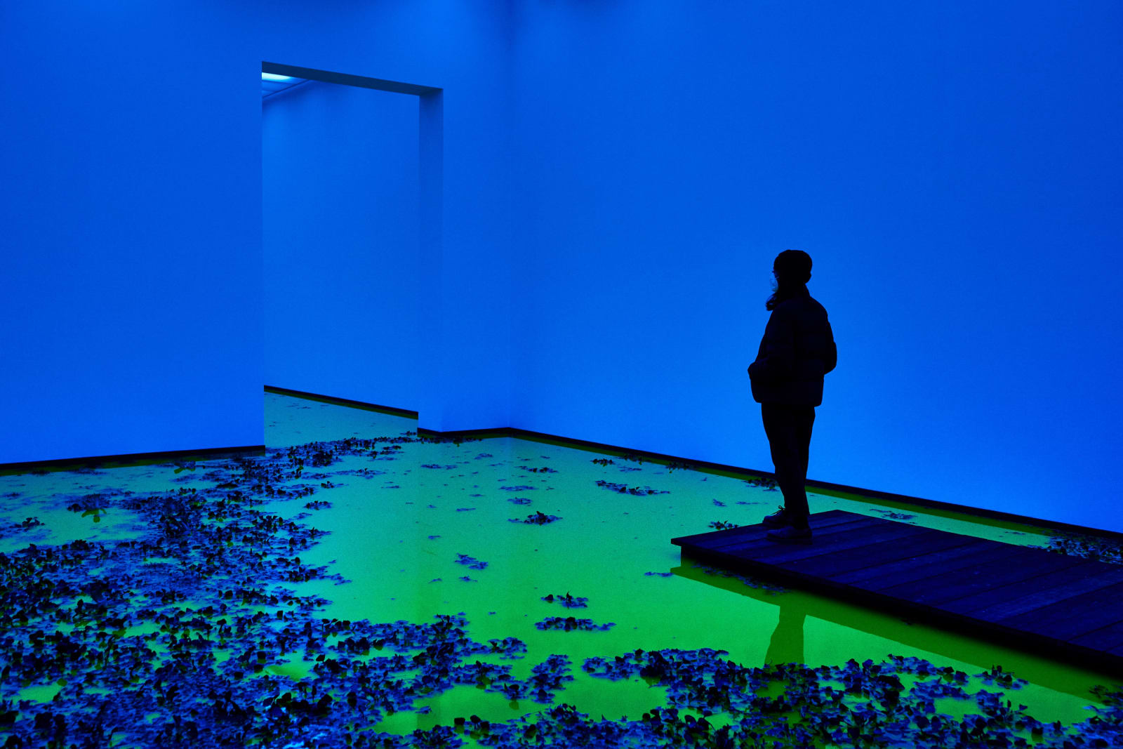Installation image of Olafur Eliasson's Life.