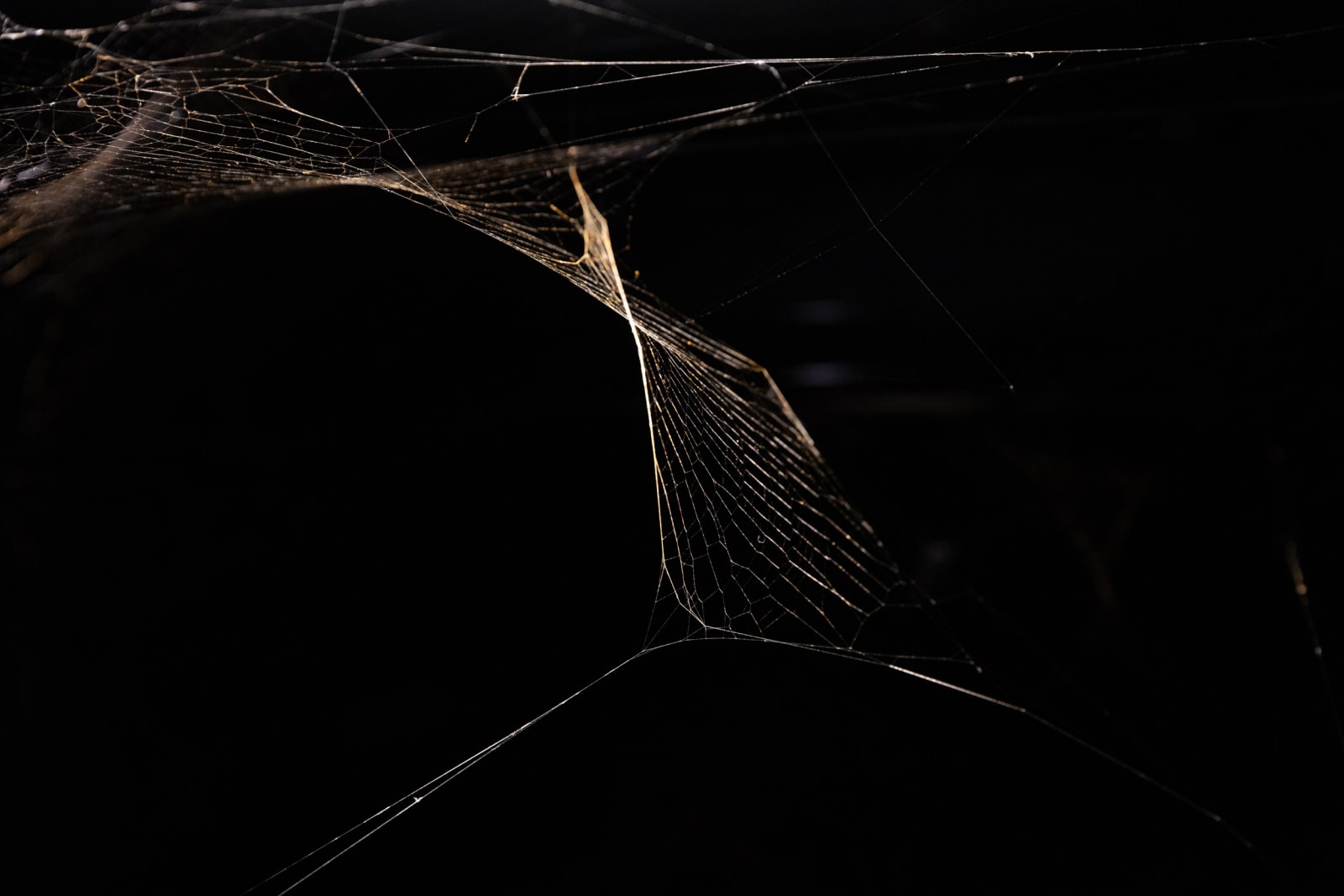 Installation view of Tomás Saraceno: Complementarities at Red Brick museum.