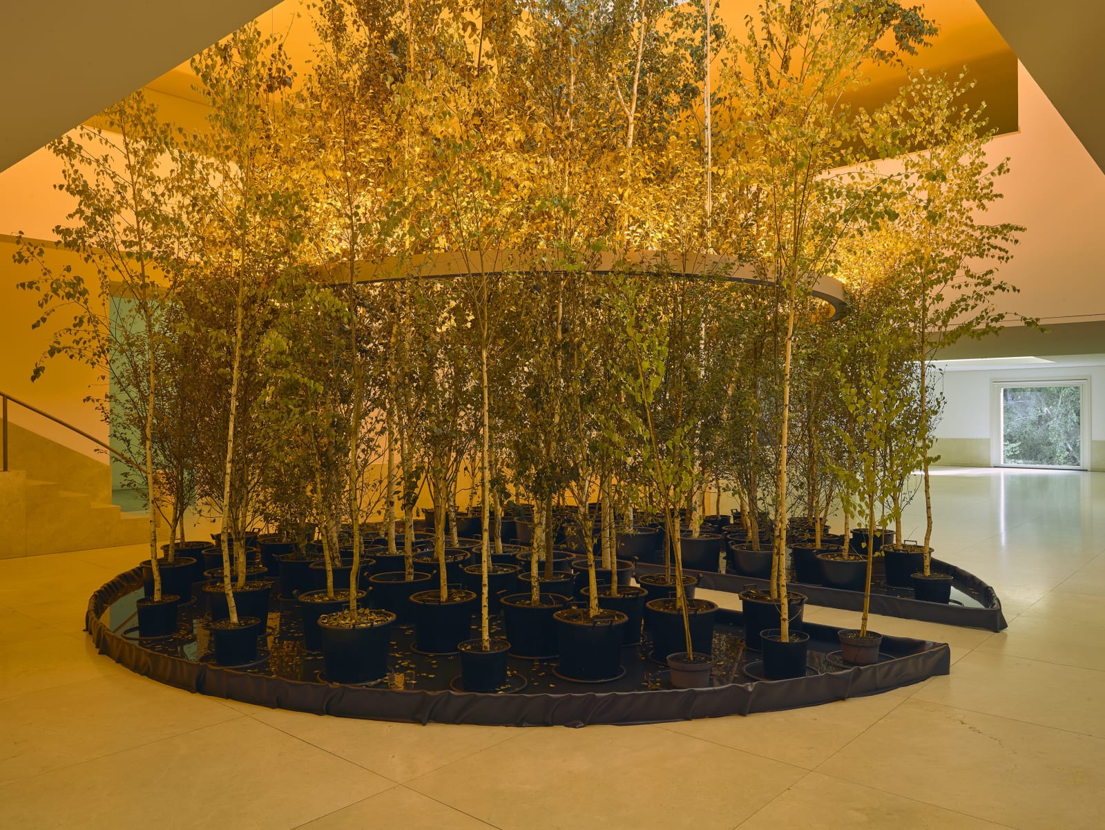 image of eliasson, trees indoors