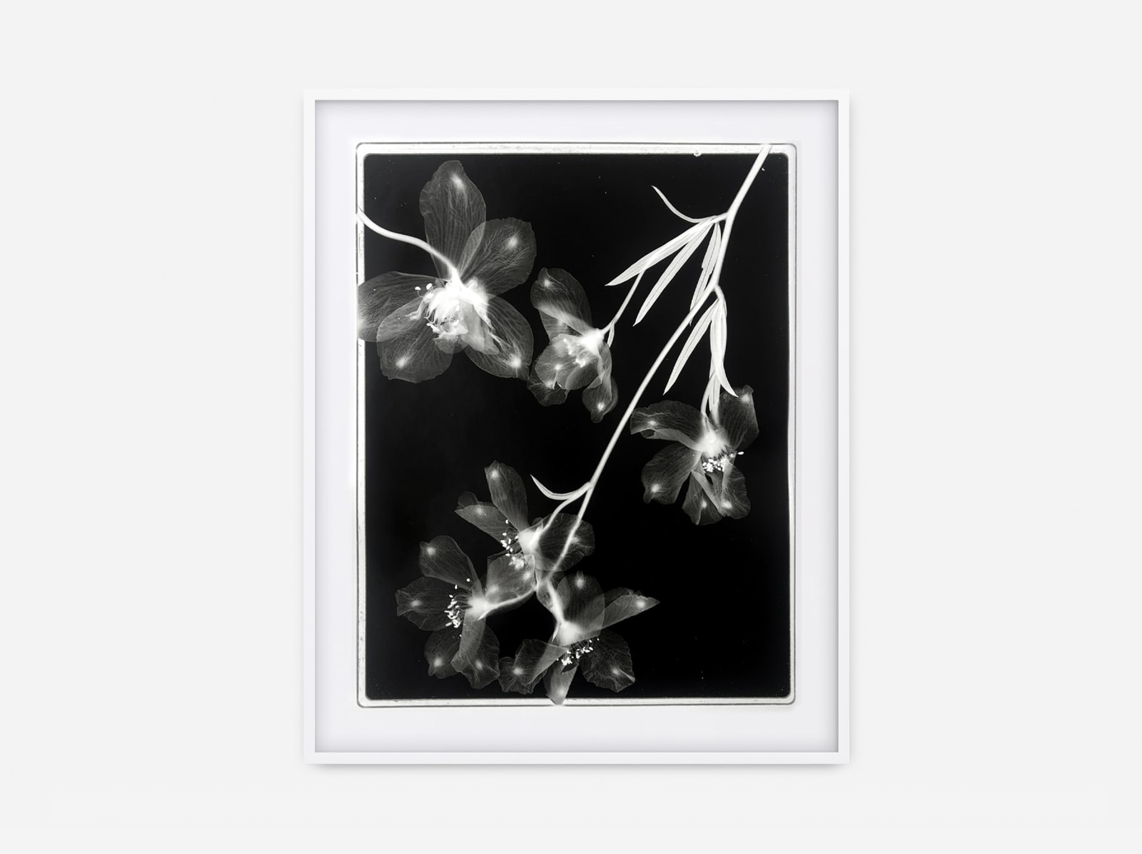 Lisa Oppenheim's photography work.